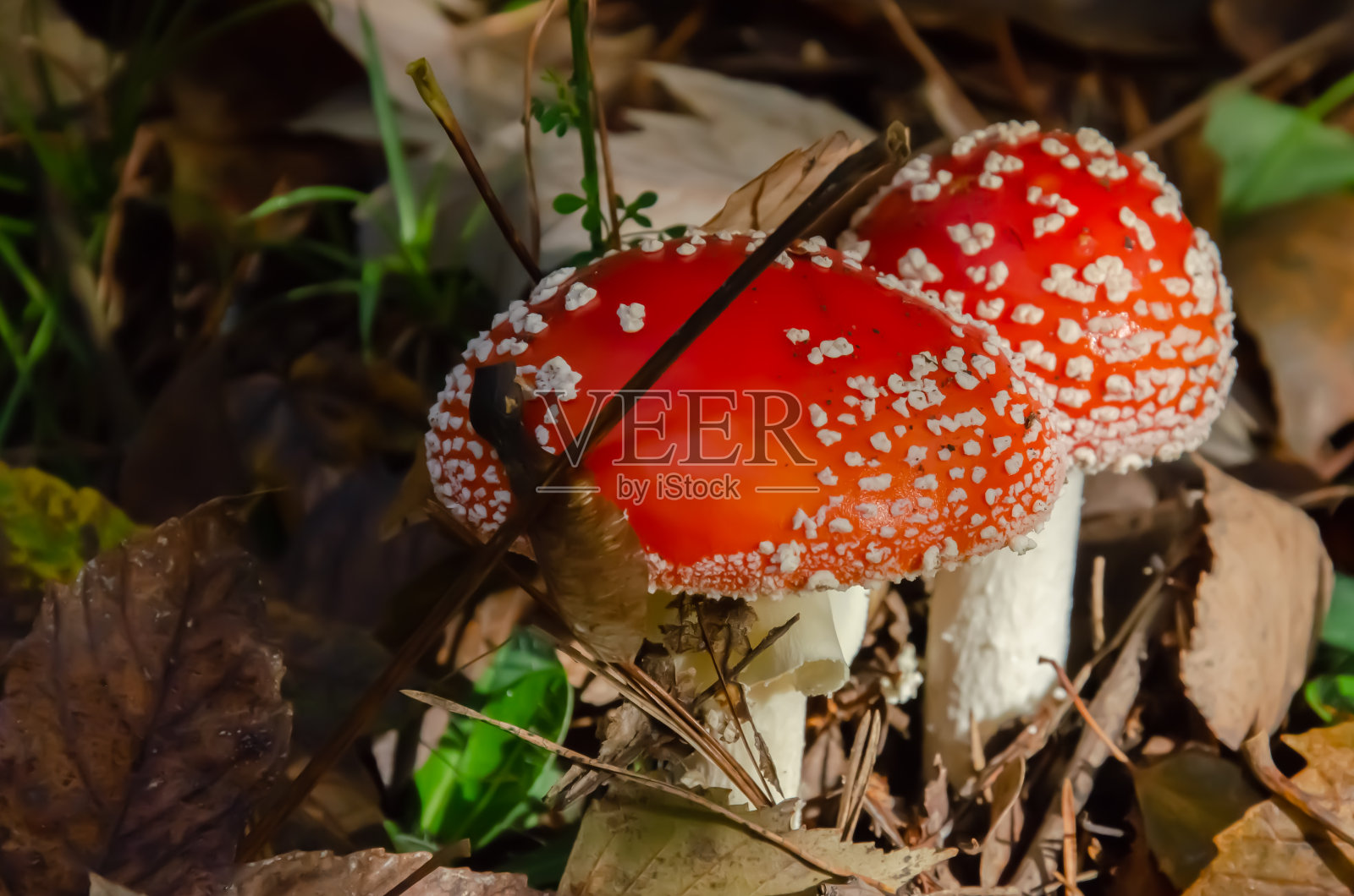 森林里的红白蘑菇照片摄影图片