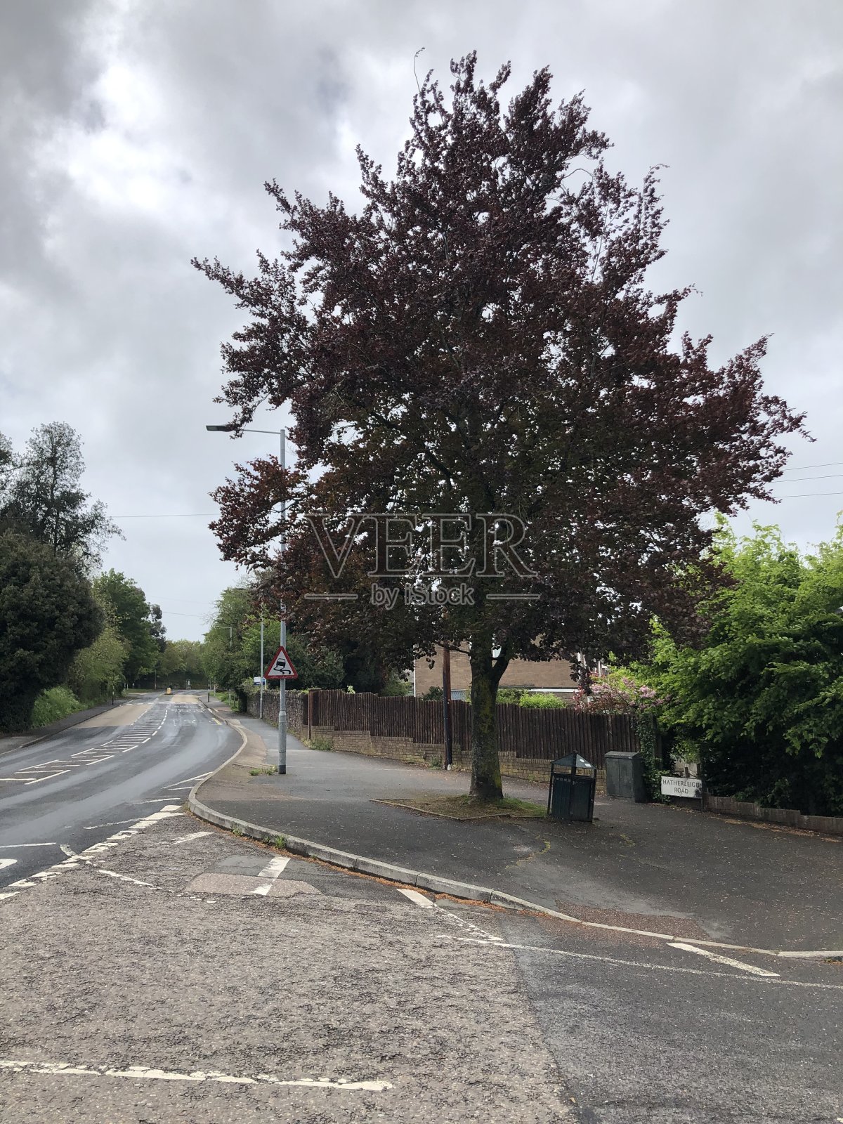 铜山毛榉树照片摄影图片