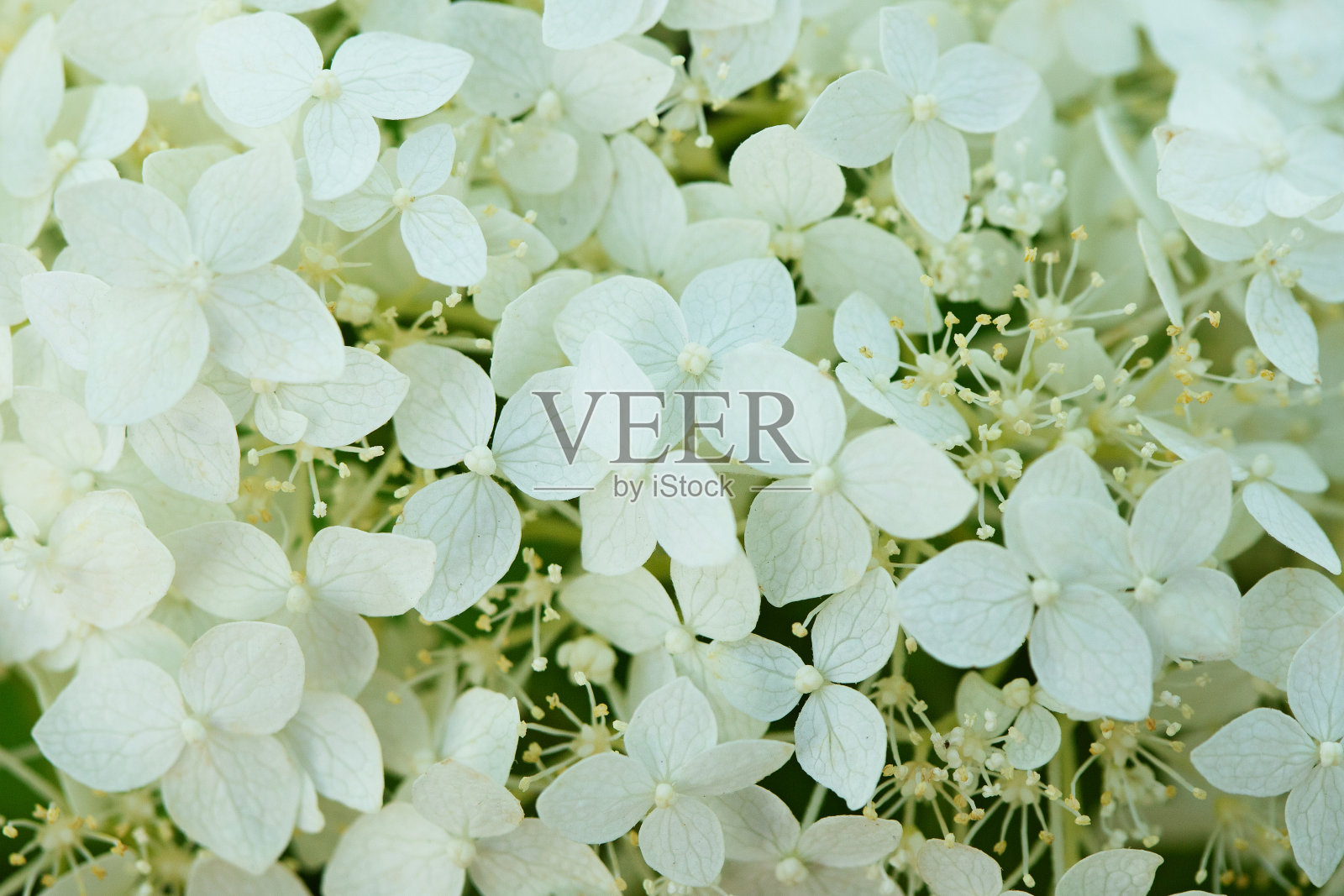 花园里有白色的花照片摄影图片