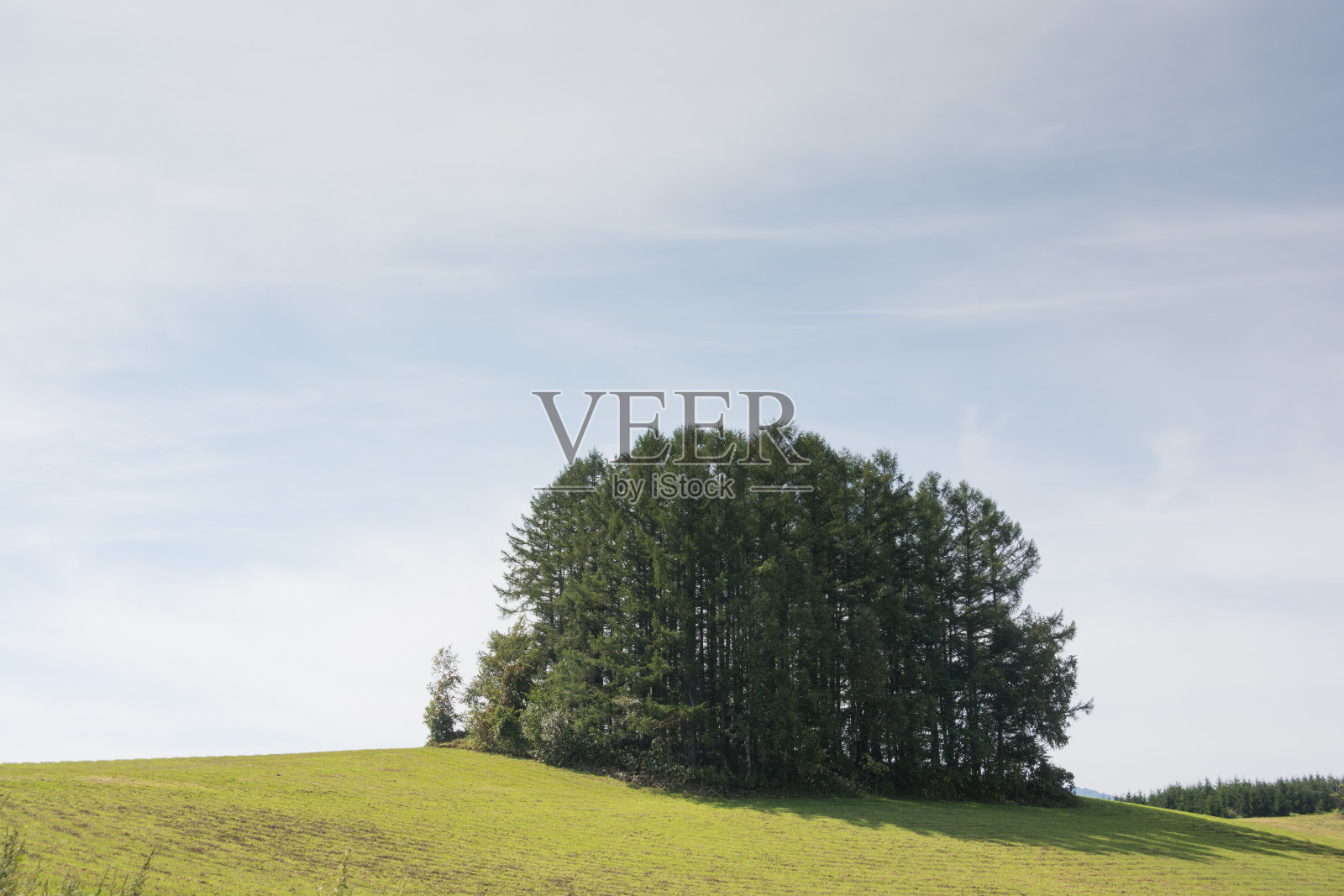 夏天,绿色山丘上的落叶松森林照片摄影图片