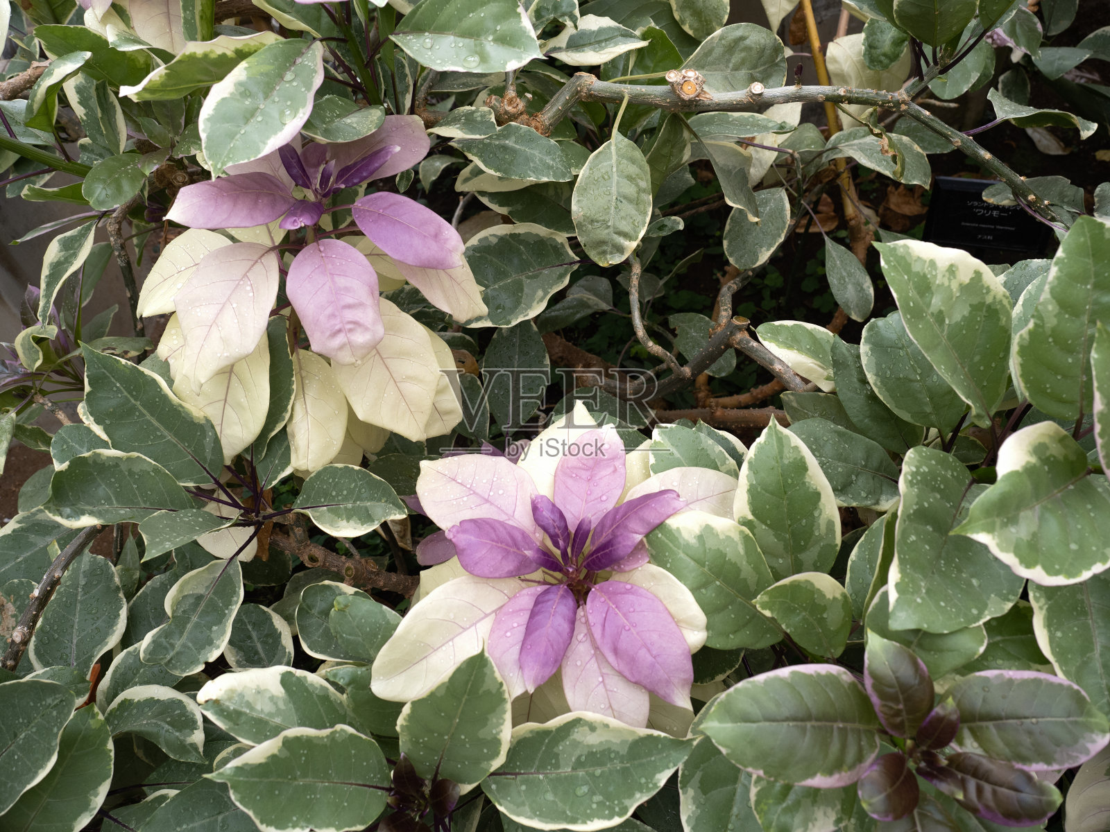 索兰德拉·马克西玛·瓦里莫照片摄影图片