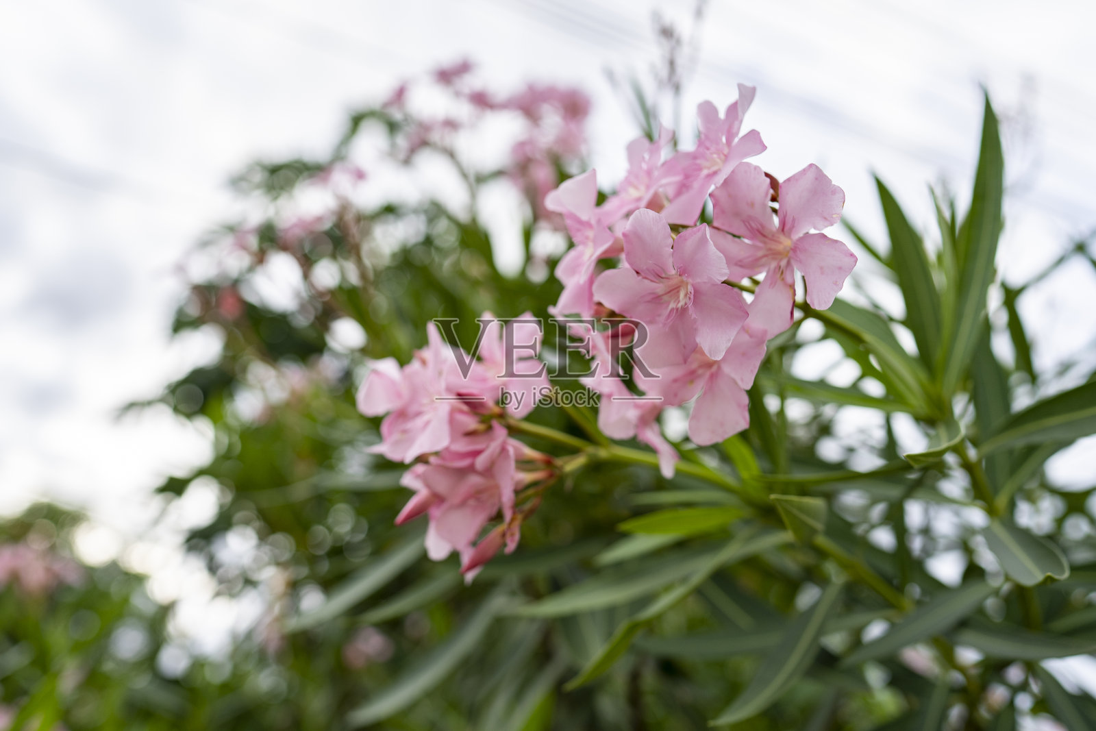 亮粉色夹竹桃花,绿色叶子。照片摄影图片