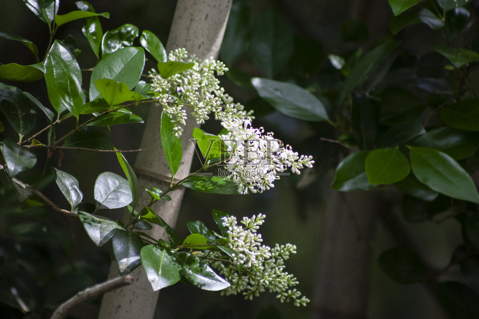 花照片摄影图片