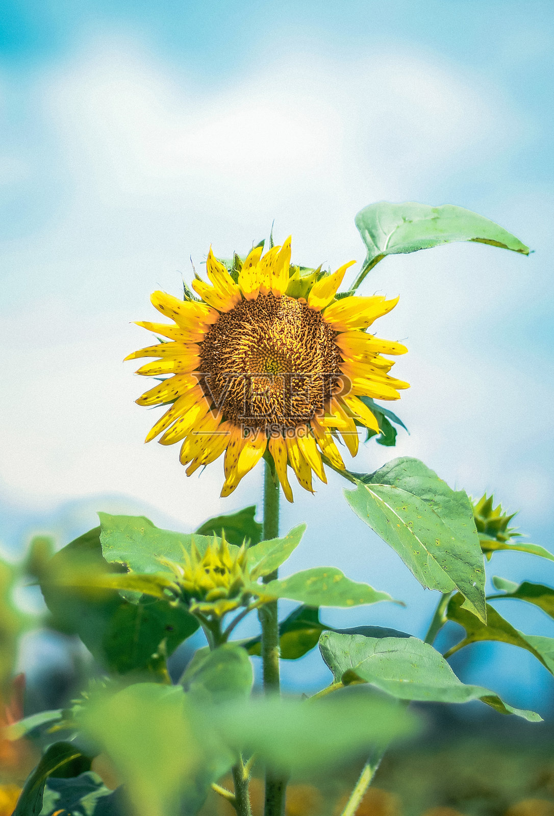 太阳的花照片摄影图片