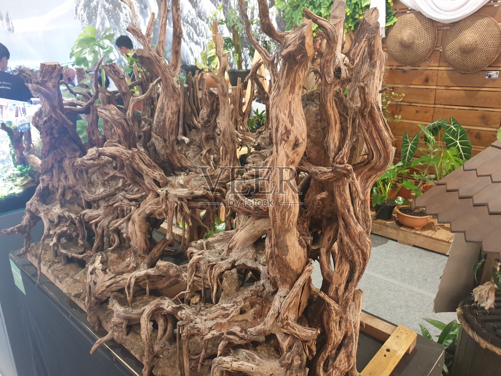 水族树的根照片摄影图片