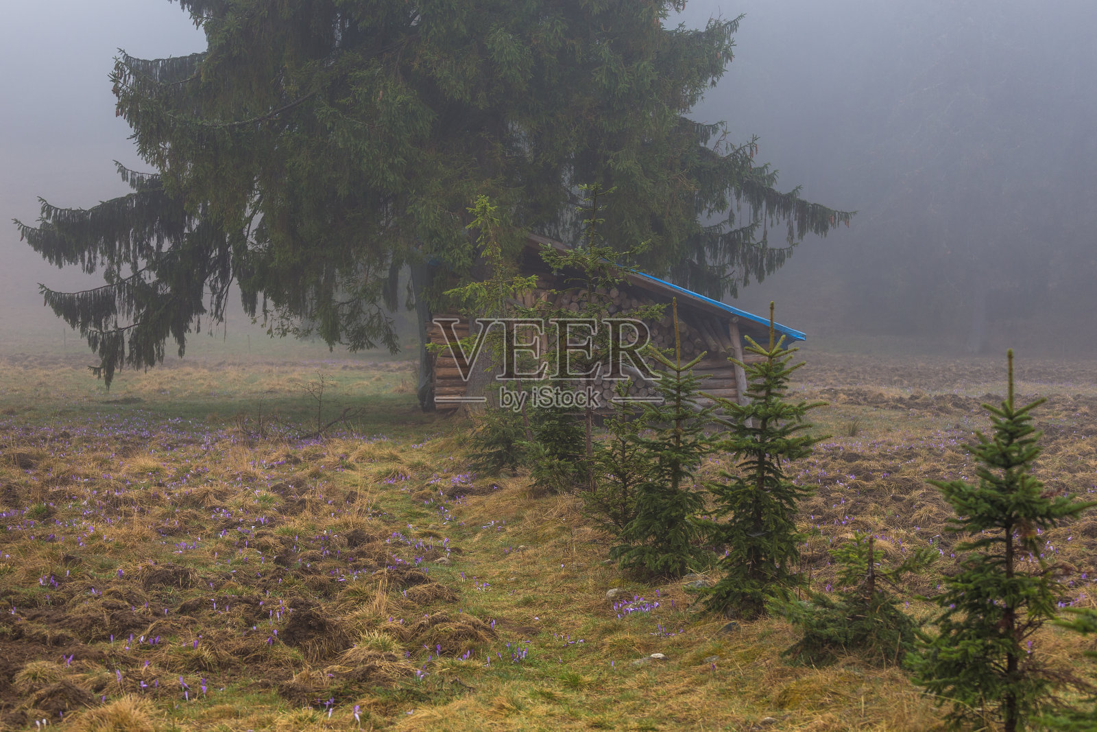 Chochołowska山谷的景色。一个朦胧的春日。照片摄影图片