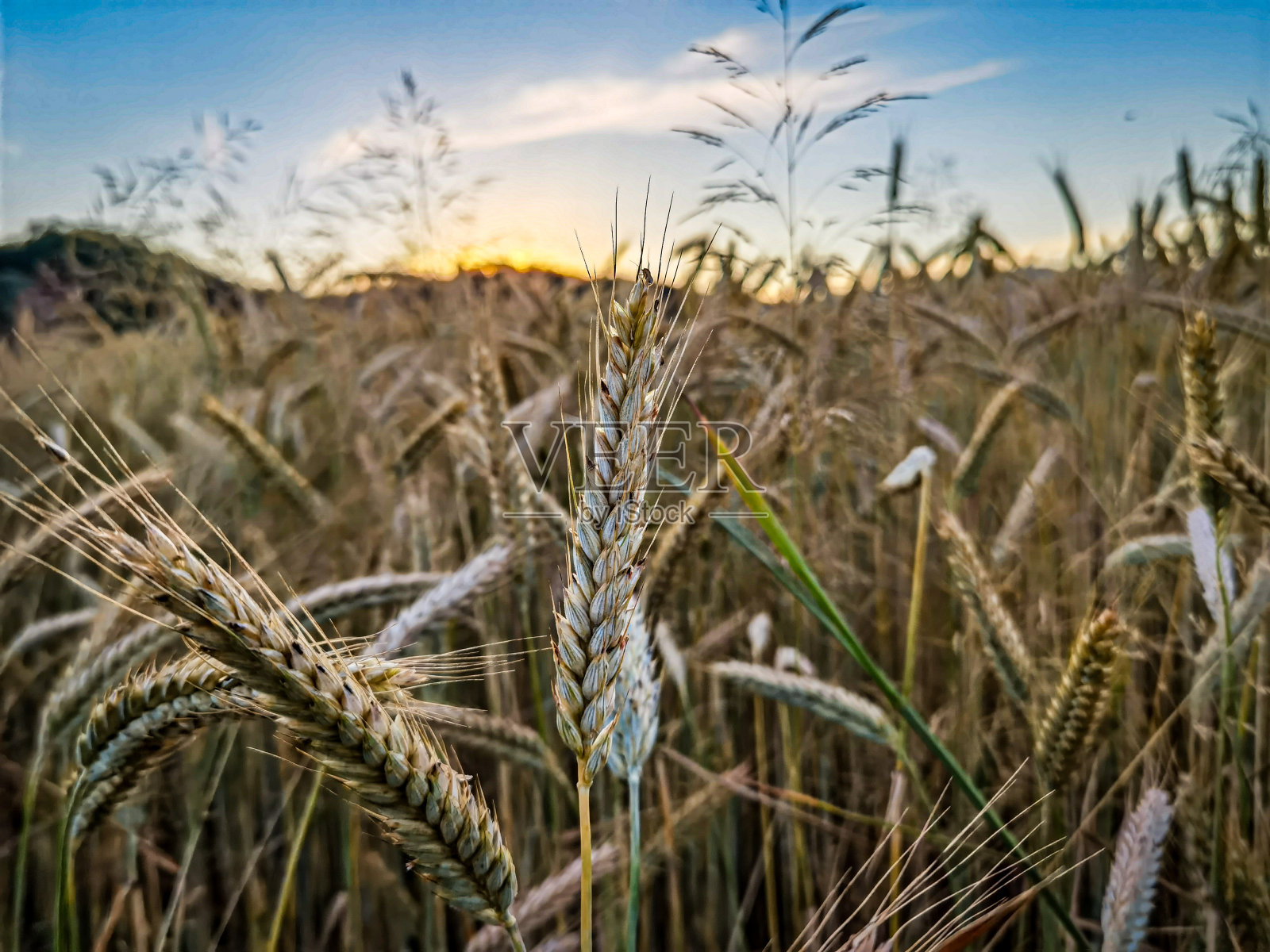 金色的麦田和阳光明媚的日子照片摄影图片