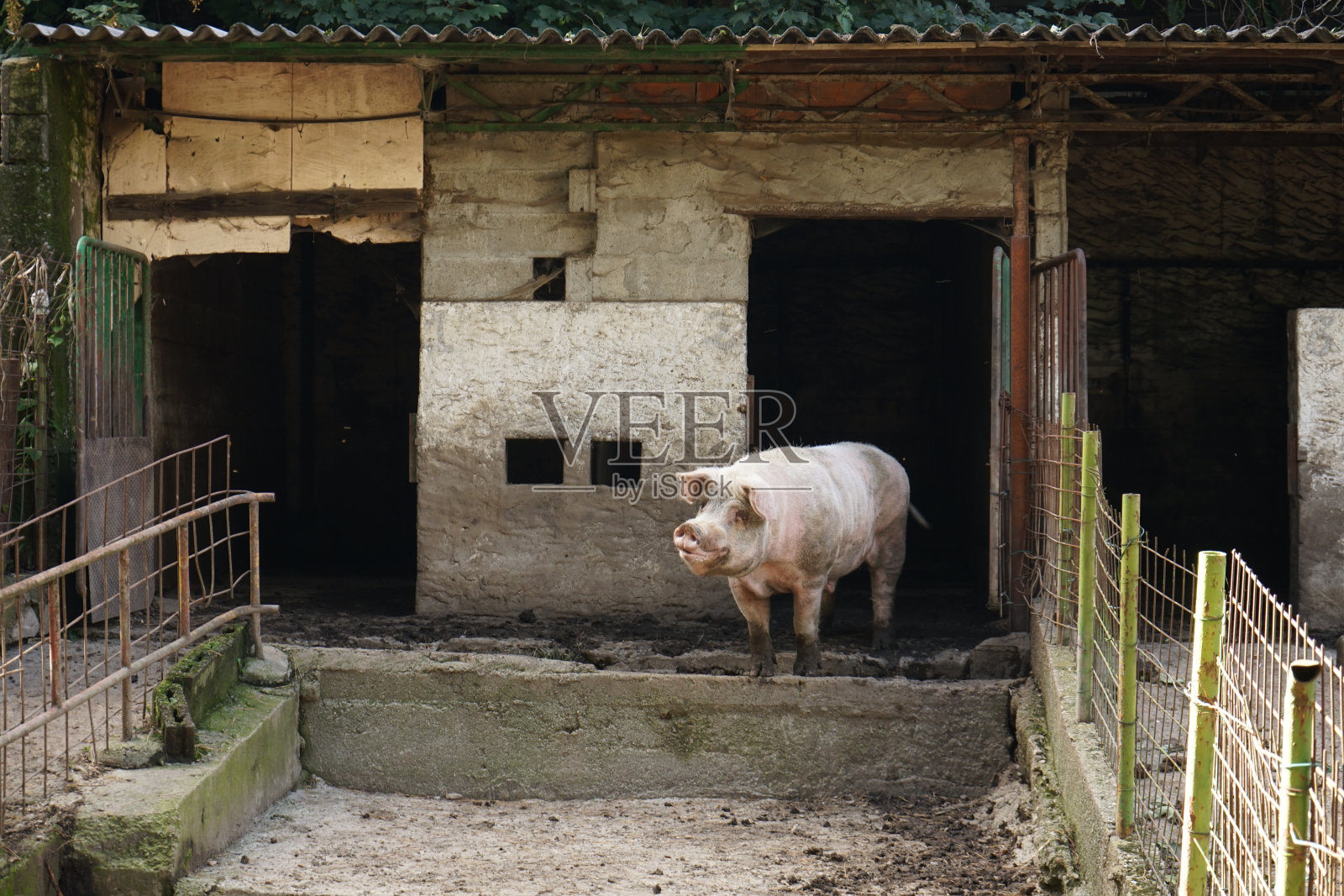 户外农场上的猪照片摄影图片
