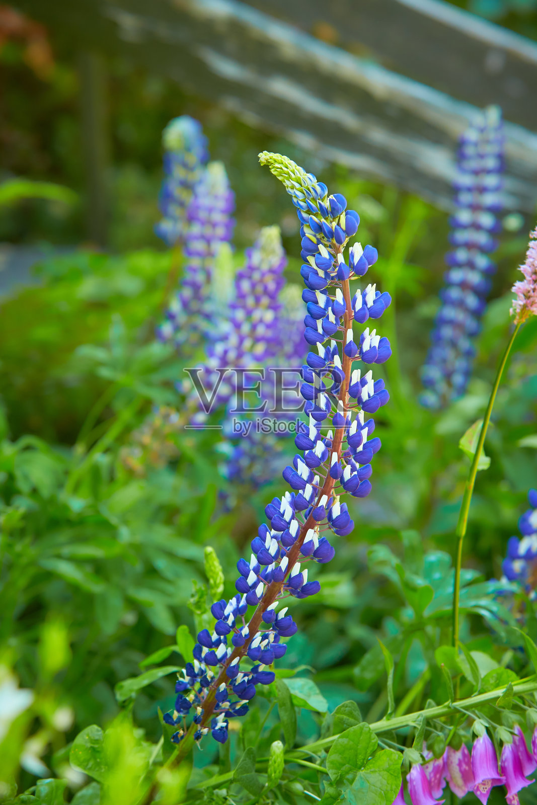 蓝羽扇豆花盛开在草地上。盛开的羽扇花。照片摄影图片