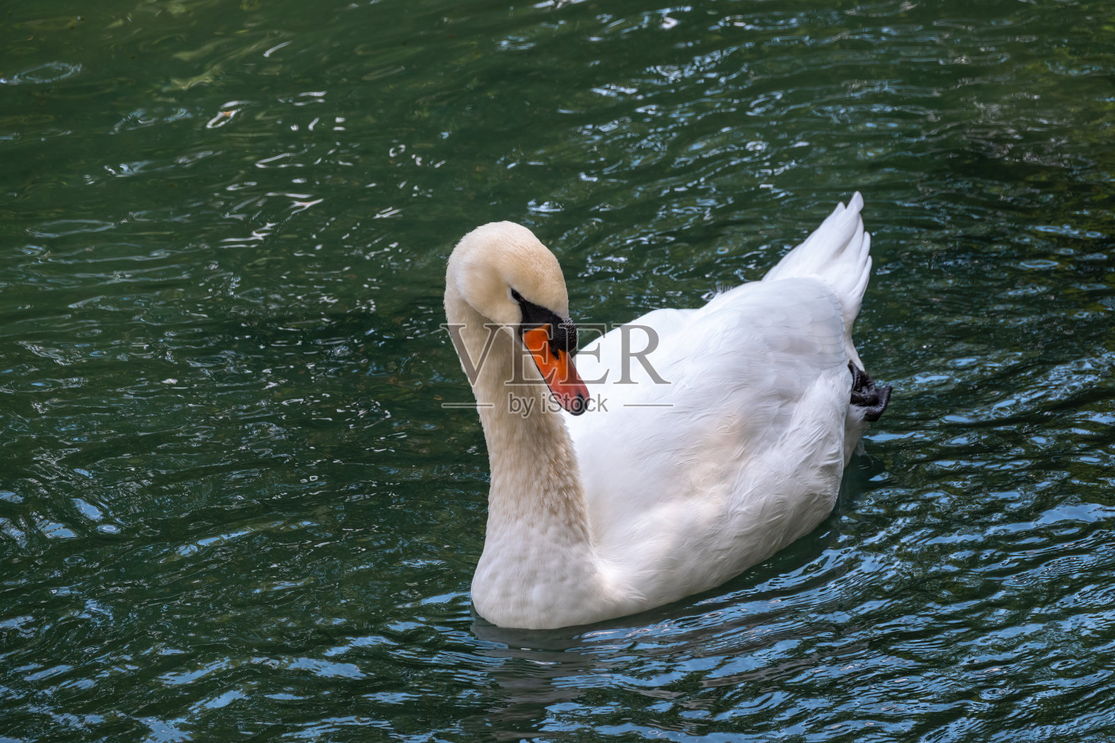 一只优雅的白天鹅游在暗绿色的湖面上。那只白天鹅倒映在水中照片摄影图片