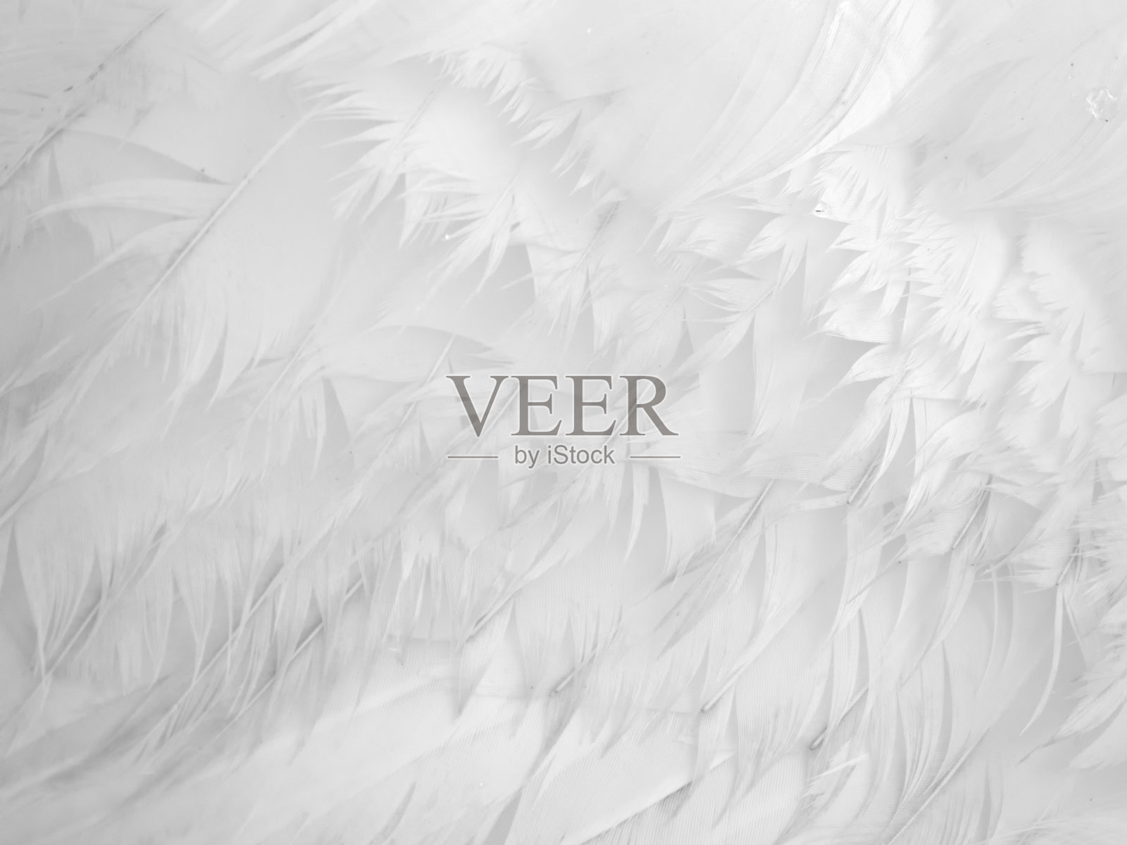 天鹅羽毛的特写照片摄影图片