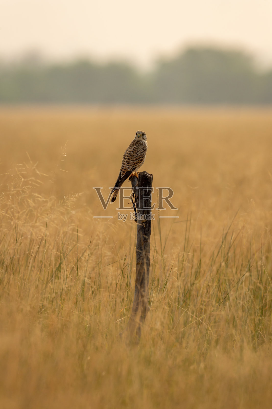 印度拉贾斯坦邦塔尔恰帕保护区的普通红隼或欧洲红隼或Falco tinnunculus画像栖息在树枝上照片摄影图片
