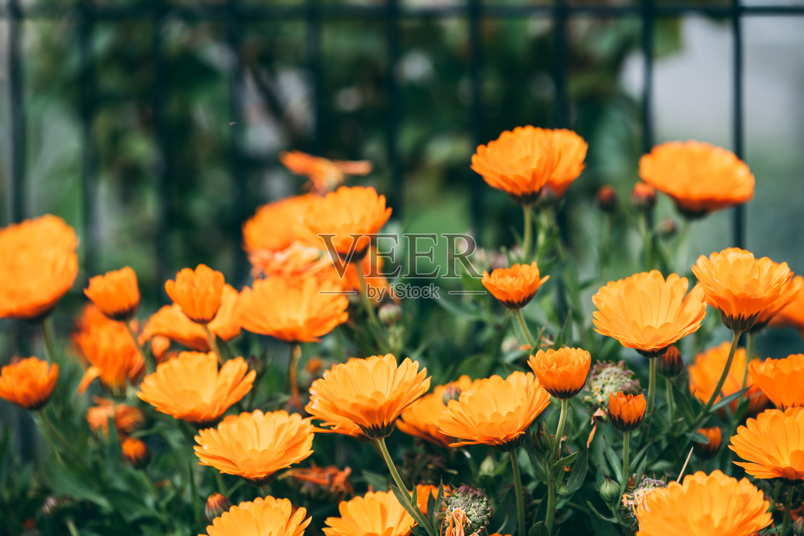 金盏花盛开的夏季花园照片摄影图片