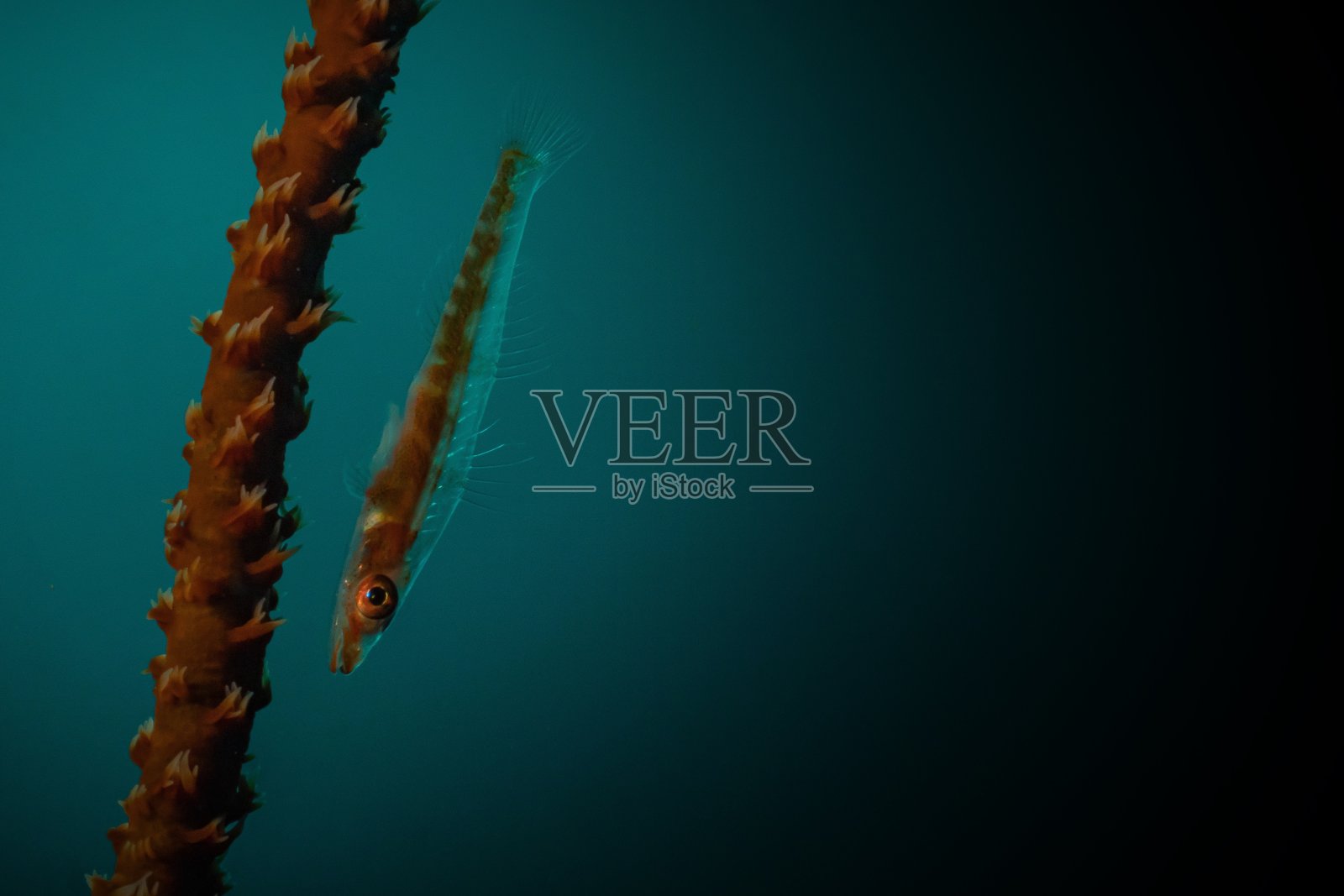 生活在thé礁照片摄影图片