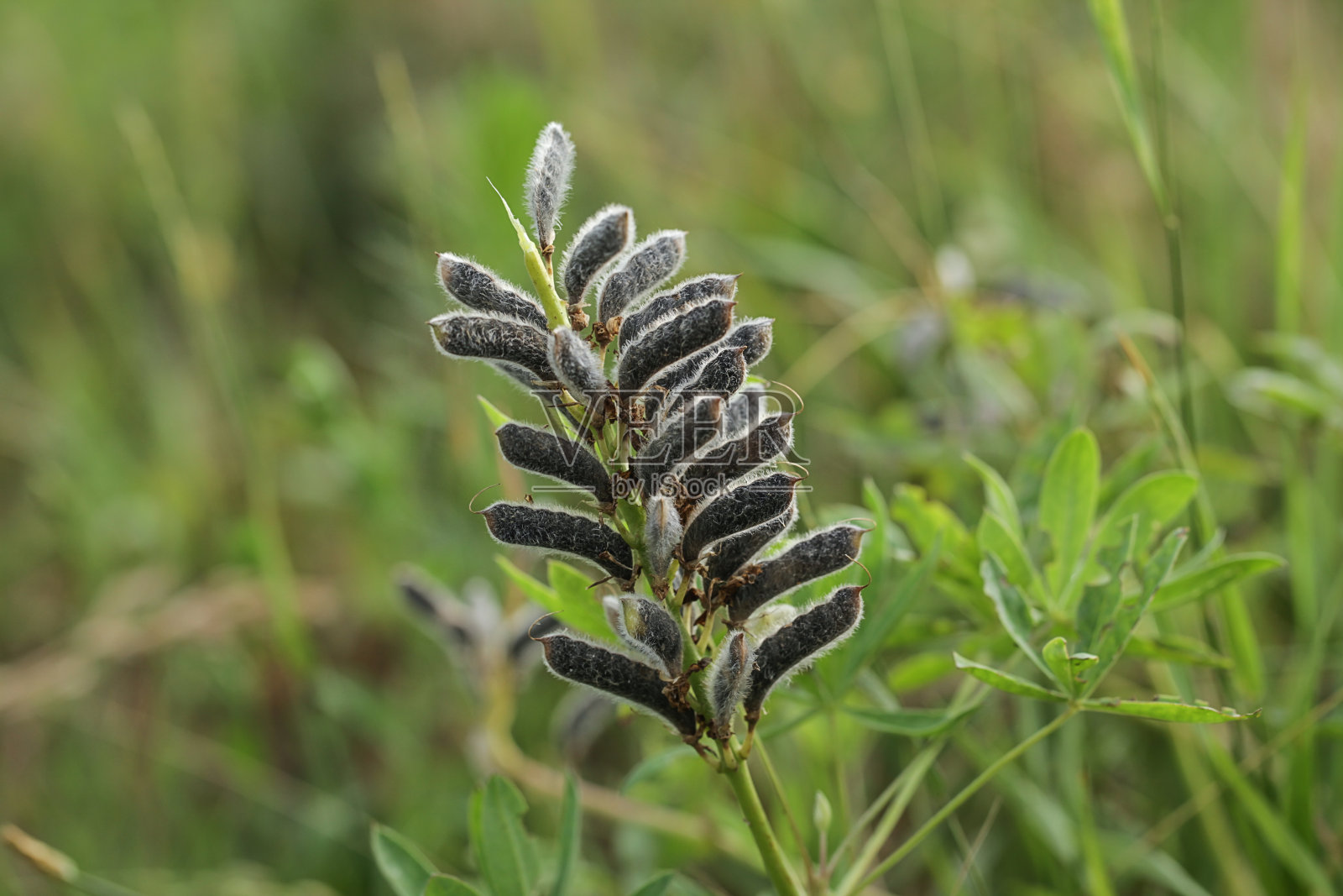 狭叶扁蓿豆的种子,有种子的扁蓿豆植物照片摄影图片