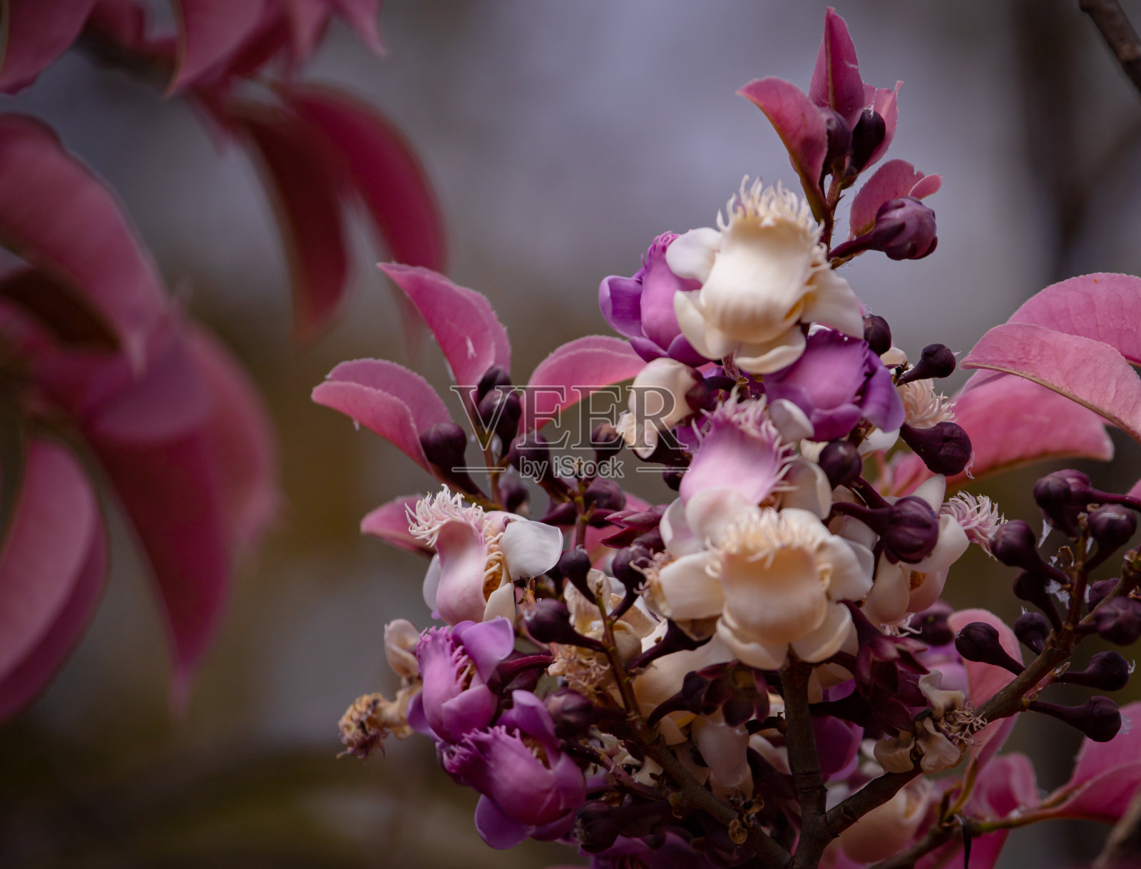 选择集中于花和叶子的Lecythis pisonis (Sapucaia在葡萄牙)树。照片摄影图片