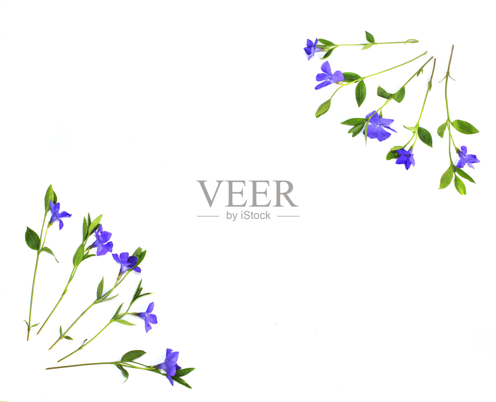 白色背景上的长春花和绿叶。平坦的躺着,照片摄影图片