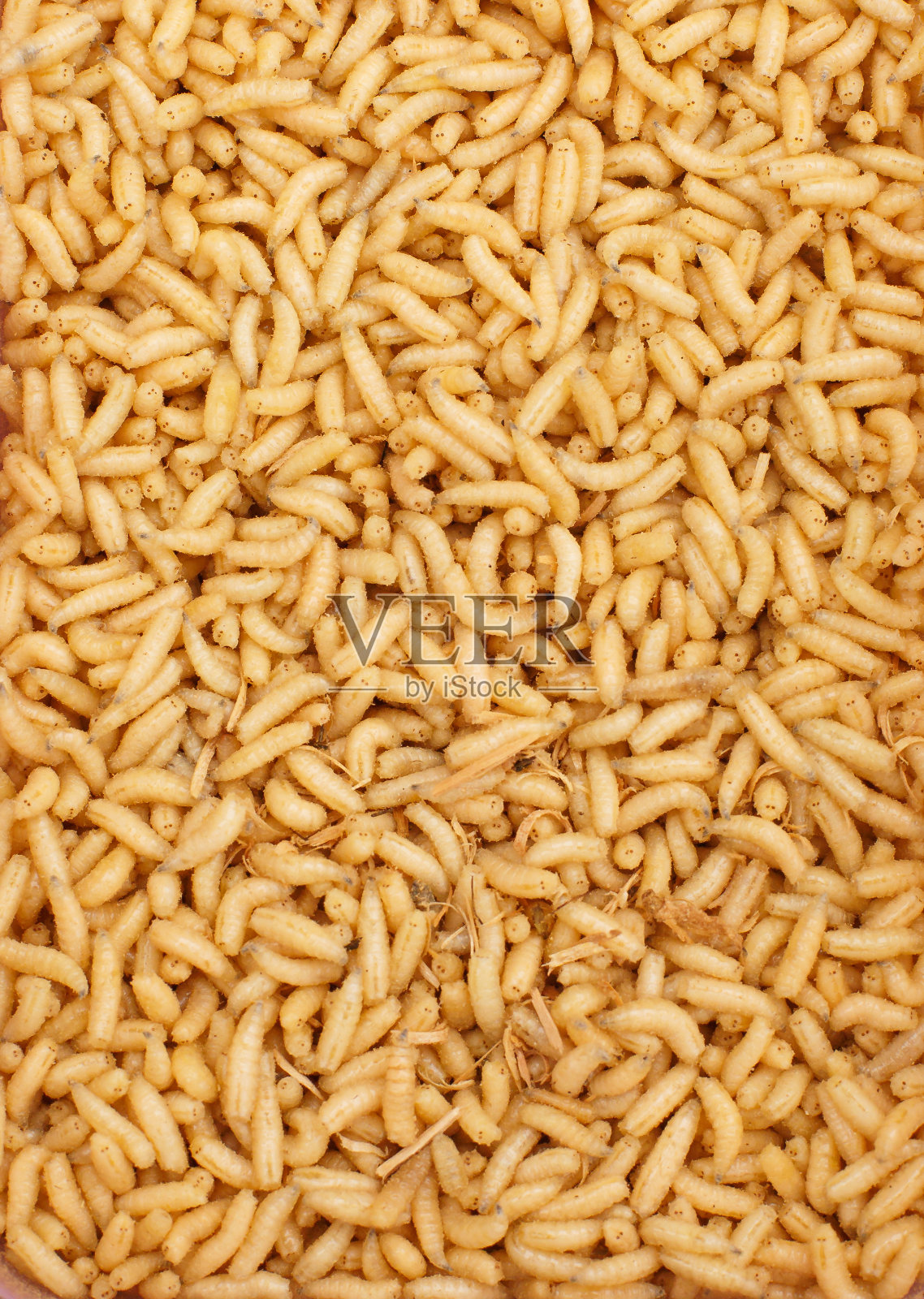 许多活的幼虫用于捕鱼。背景。蛆在钓鱼。诱饵。蠕虫一大堆虫子。照片摄影图片