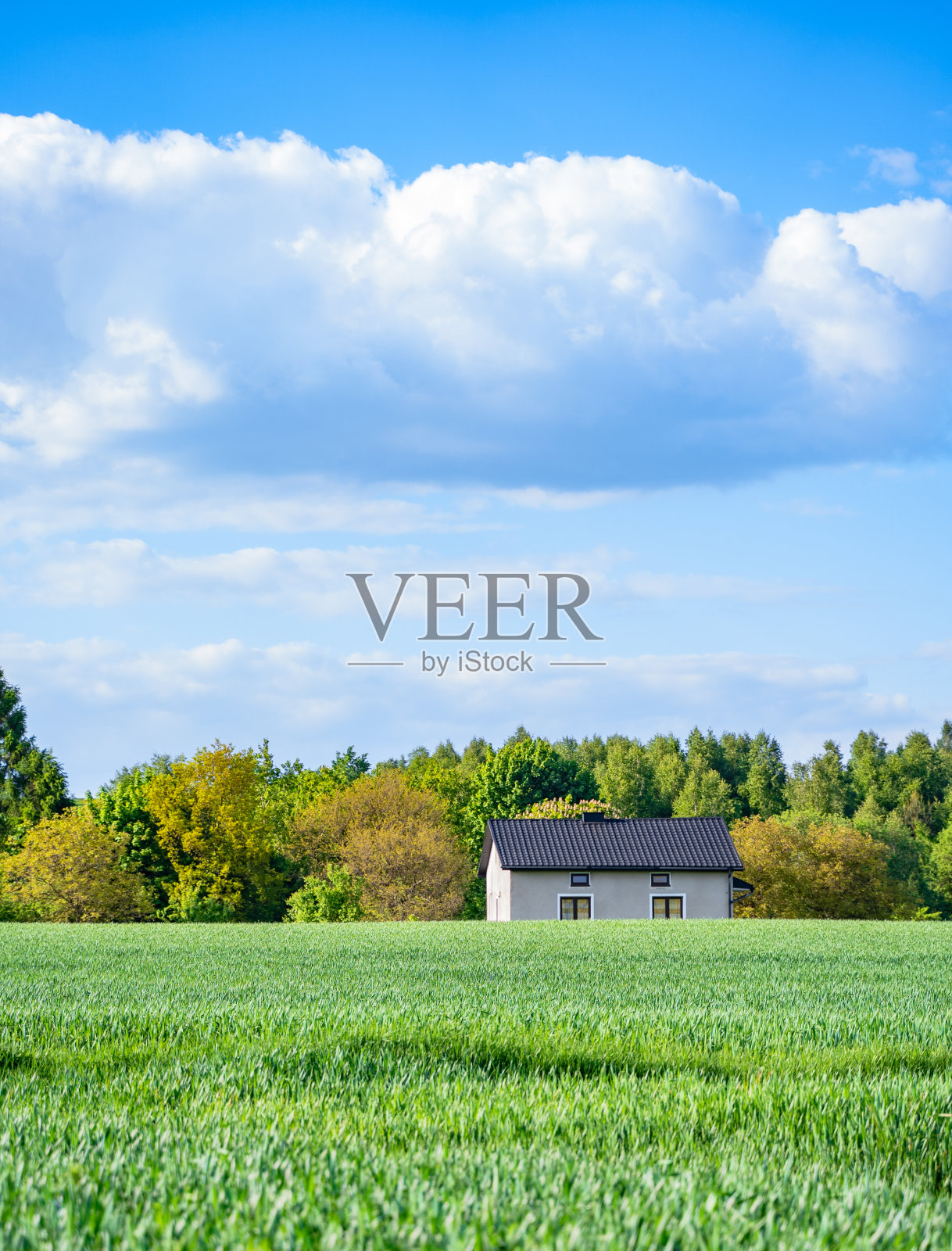 蓝天下的油菜地。农村,乡村景观。油菜花的全景。阳光明媚的夏日里的农田。穿过村庄的乡间小路。照片摄影图片