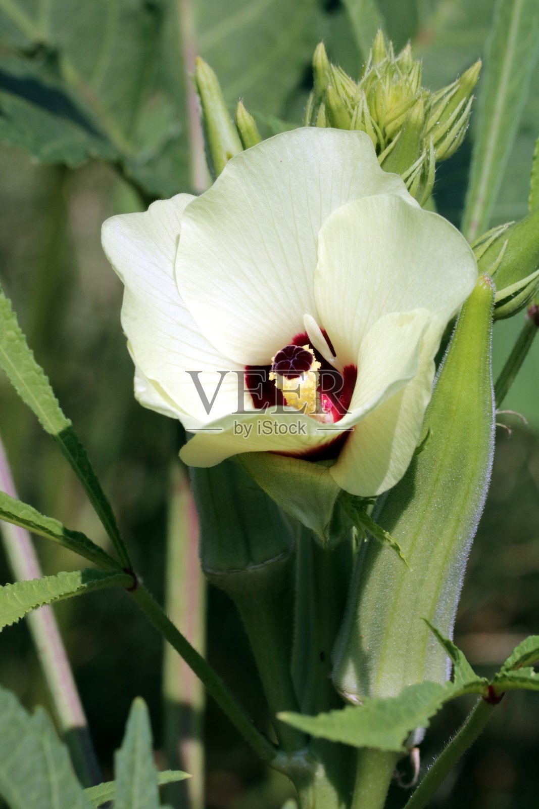 秋葵荚和花开花特写照片摄影图片
