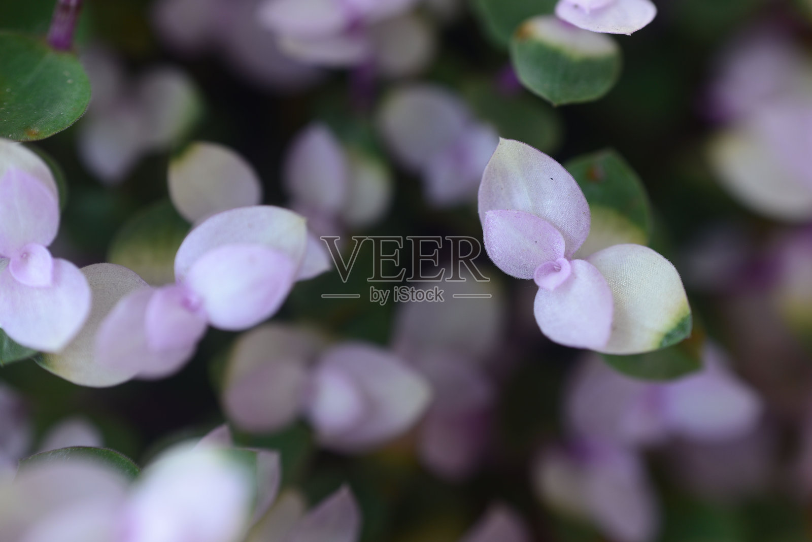 夏天花园中绿色和紫色的叶子。天然绿叶植物用作春天的背景封面页环境生态或绿叶墙纸照片摄影图片