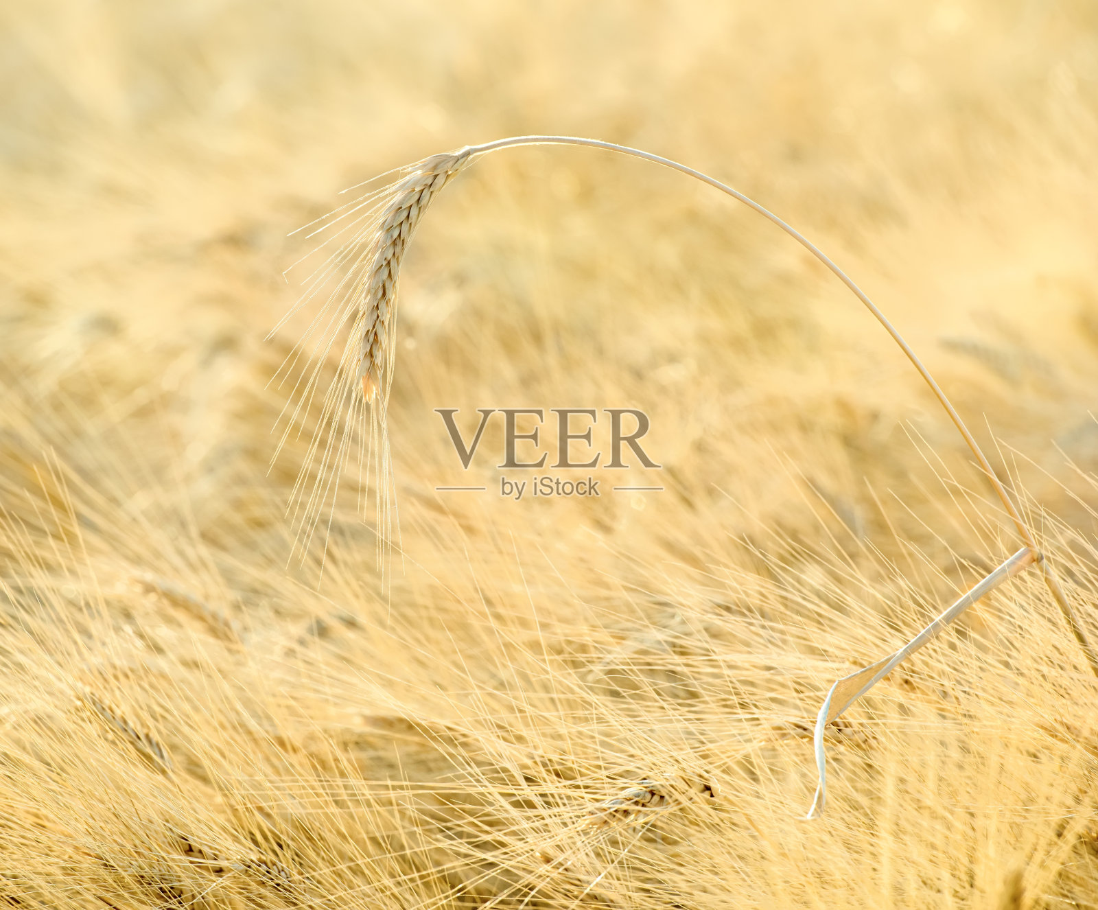 一穗小麦近距离地,选择性地聚焦照片摄影图片