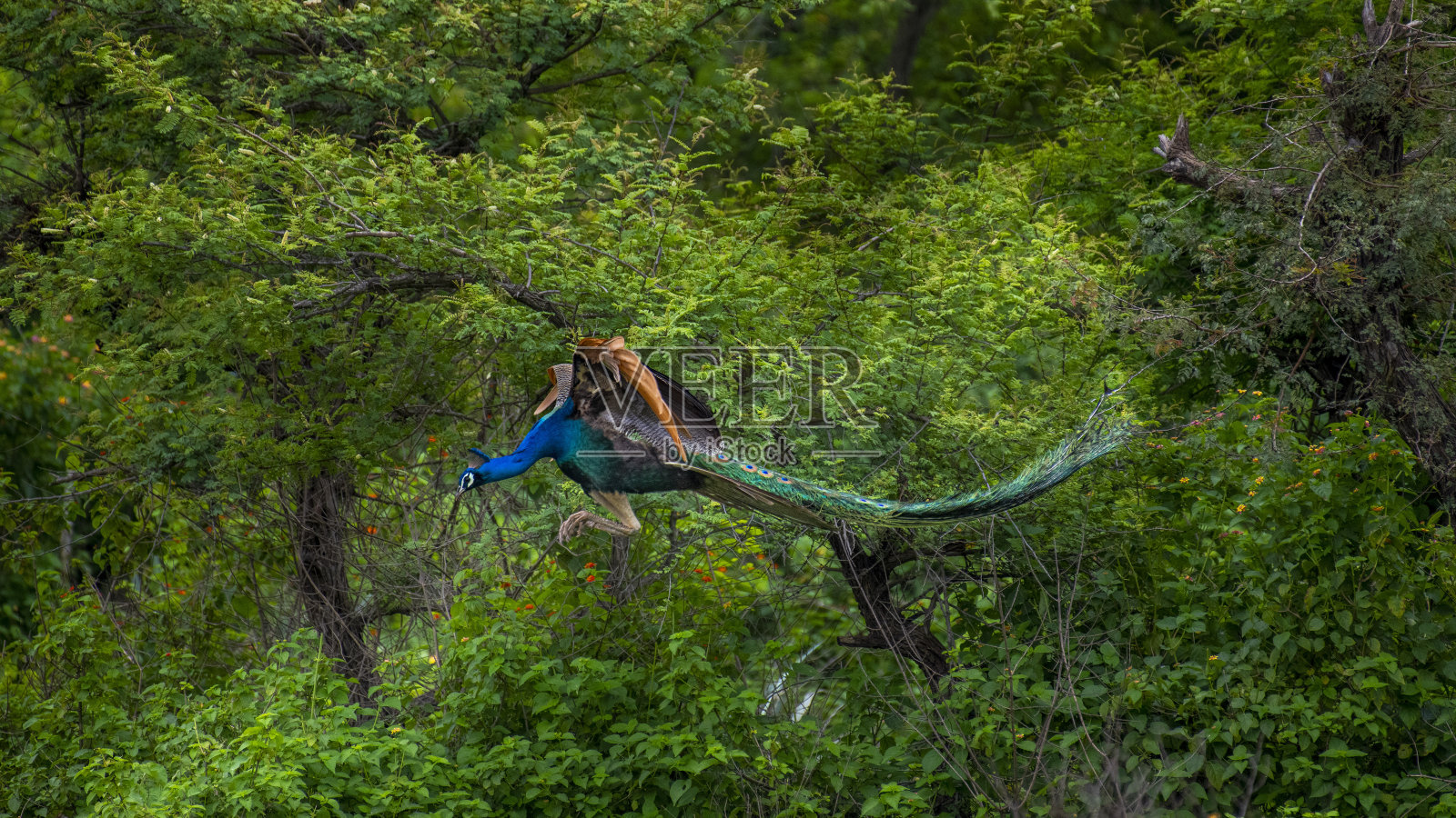 印度孔雀照片摄影图片