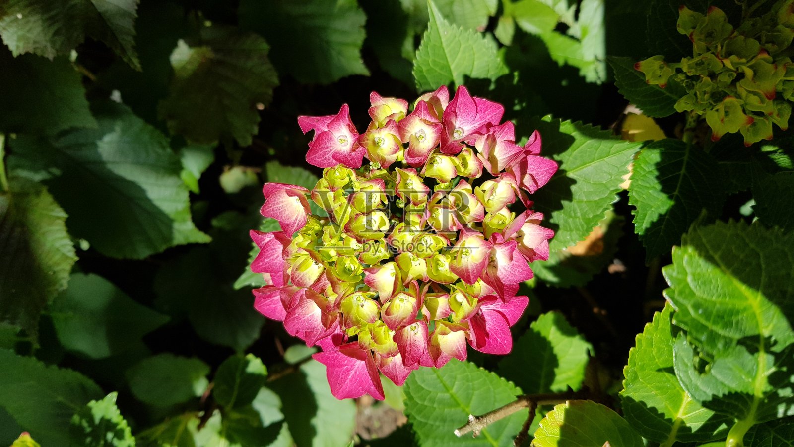 近距离的粉红色绣球花照片摄影图片