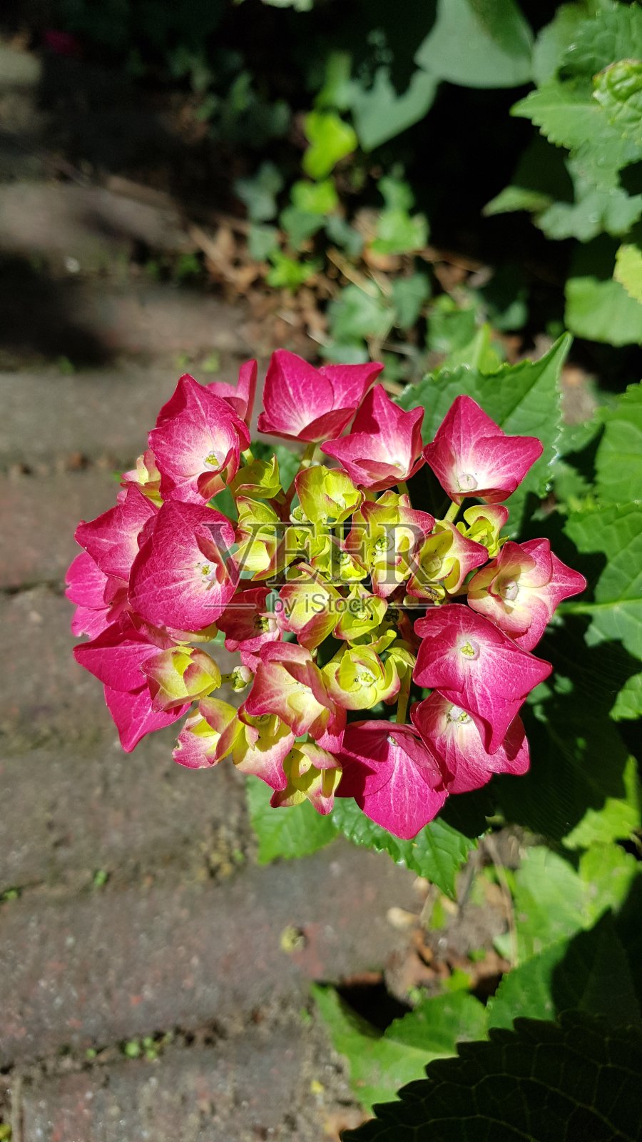 近距离的粉红色绣球花照片摄影图片