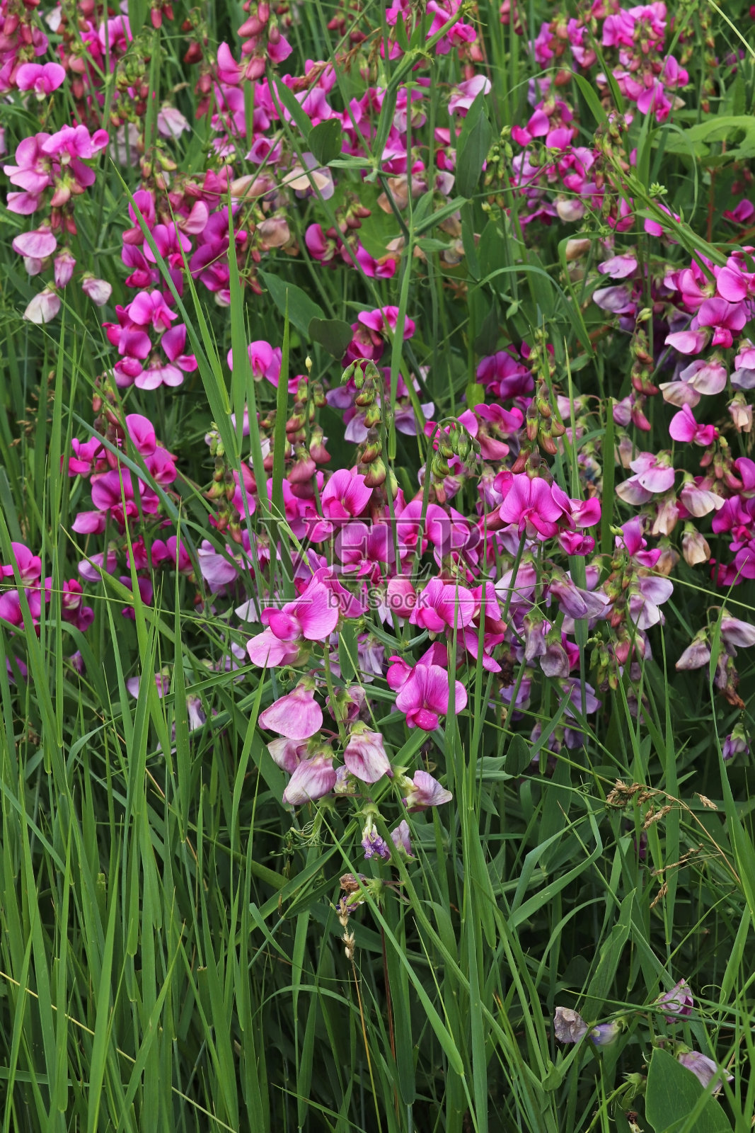 阔叶豌豆-常绿阔叶豌豆(阔叶扁豆)。照片摄影图片