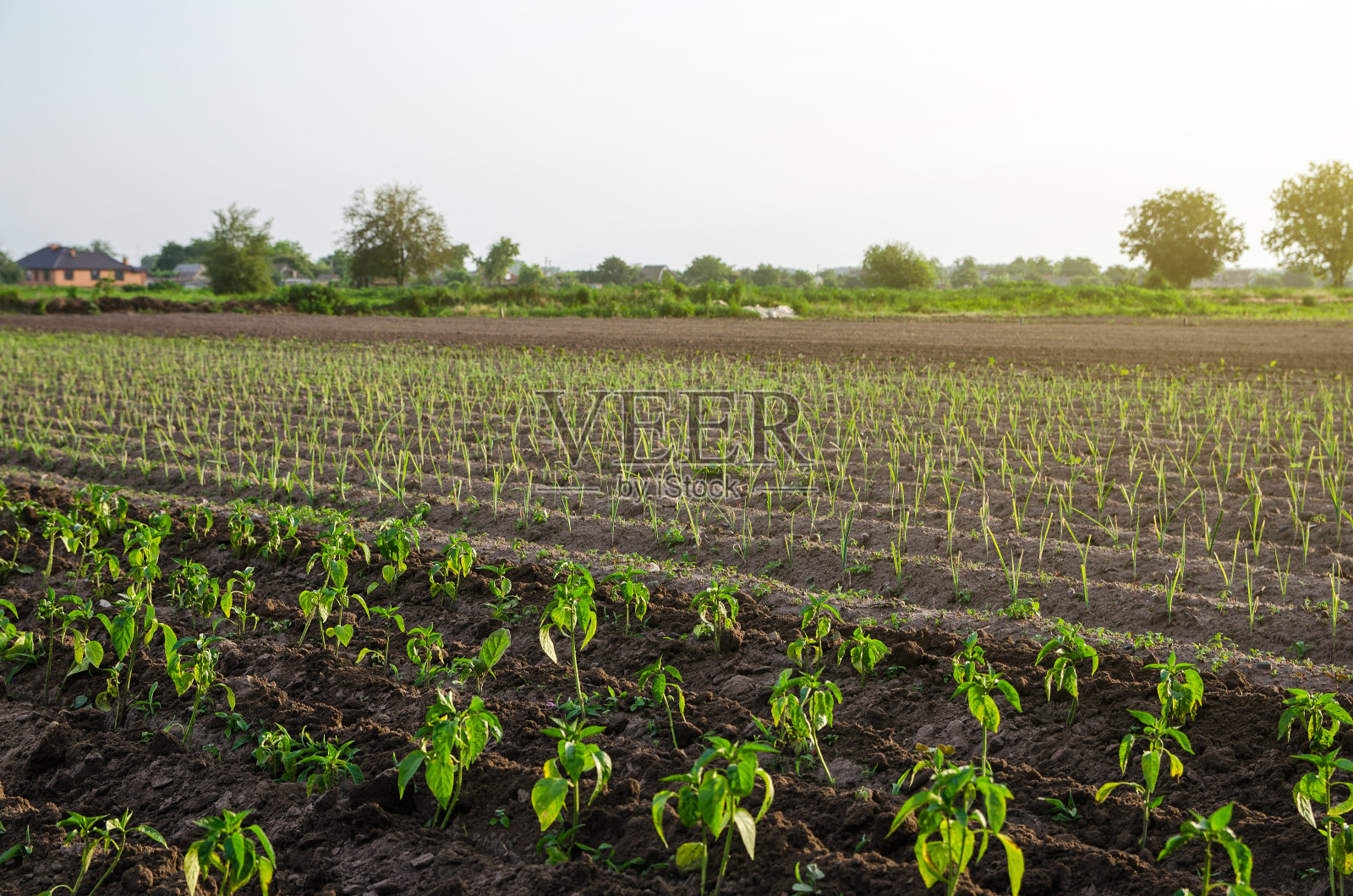 甜辣椒和韭菜的年轻种植园。在露天地里种植蔬菜。Agroindustry。植物护理和栽培。新种植的辣椒幼苗。农业、农业景观照片摄影图片