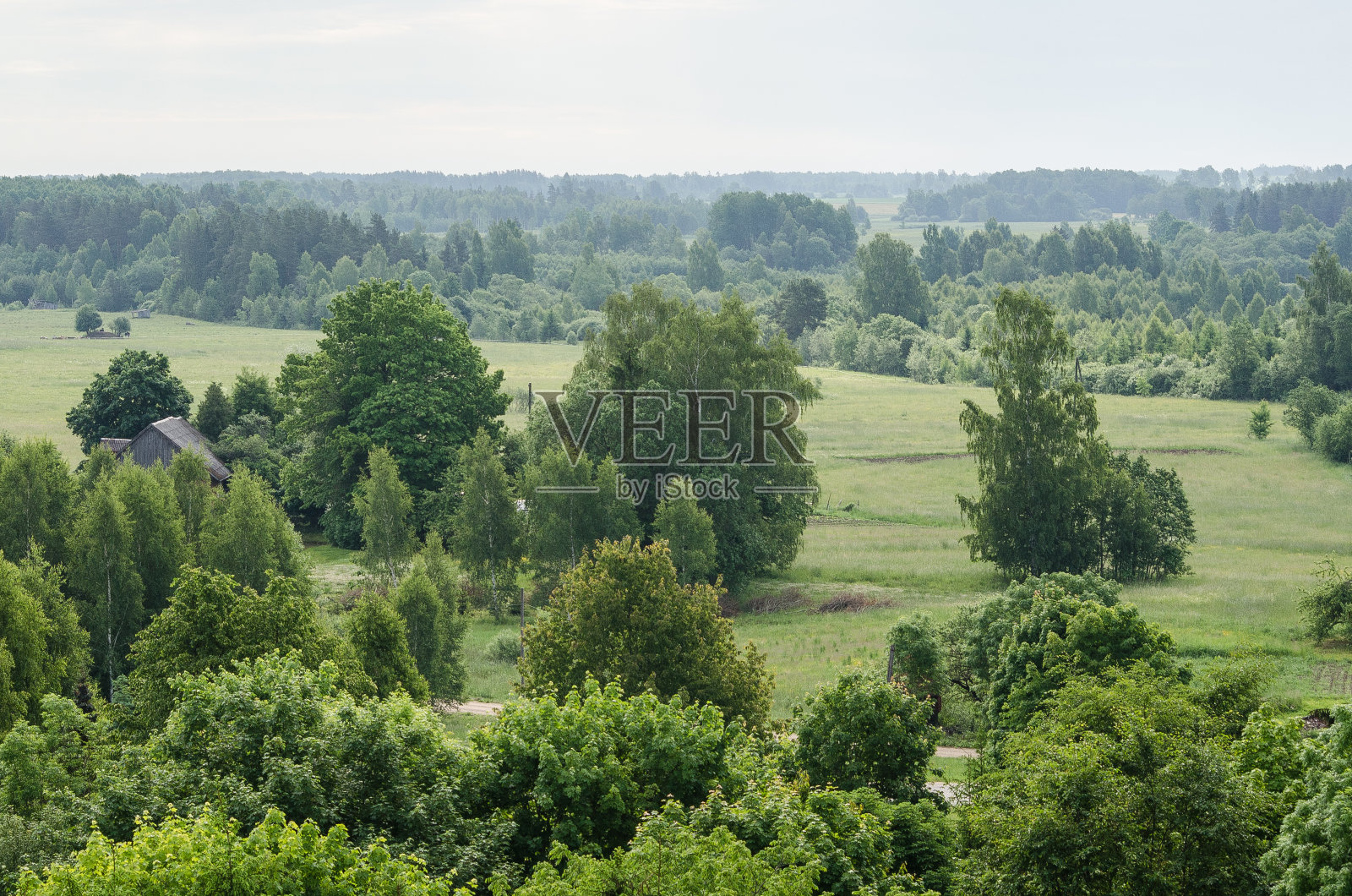 森林鸟瞰图,拉脱维亚照片摄影图片