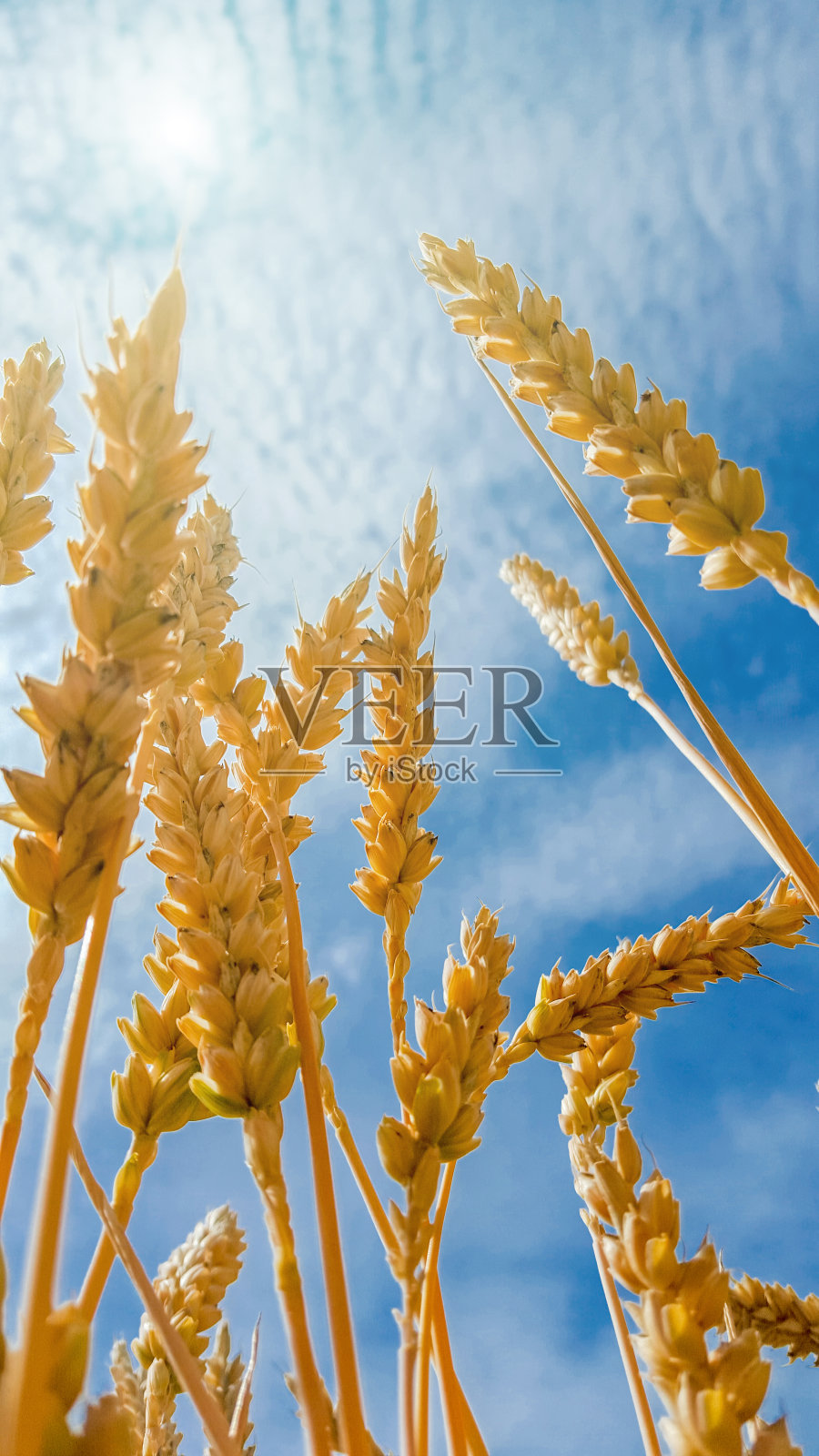 蓝天和阳光下的麦穗照片摄影图片