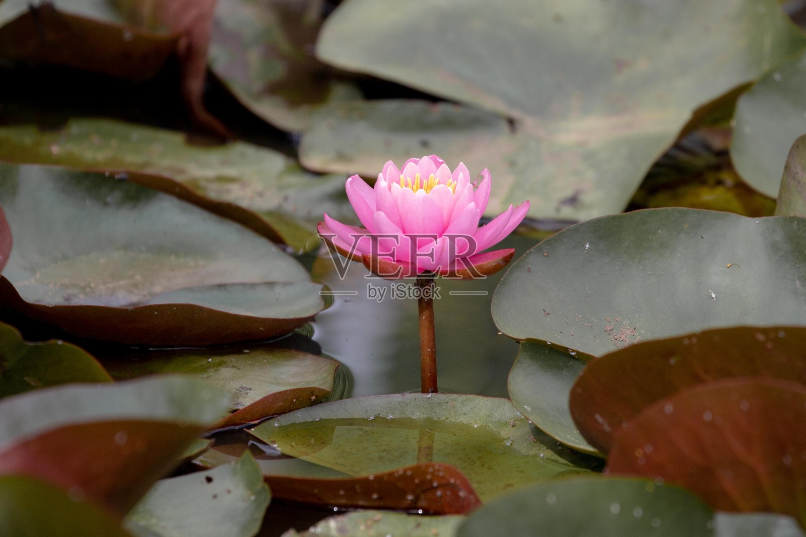 盛开的荷花照片摄影图片