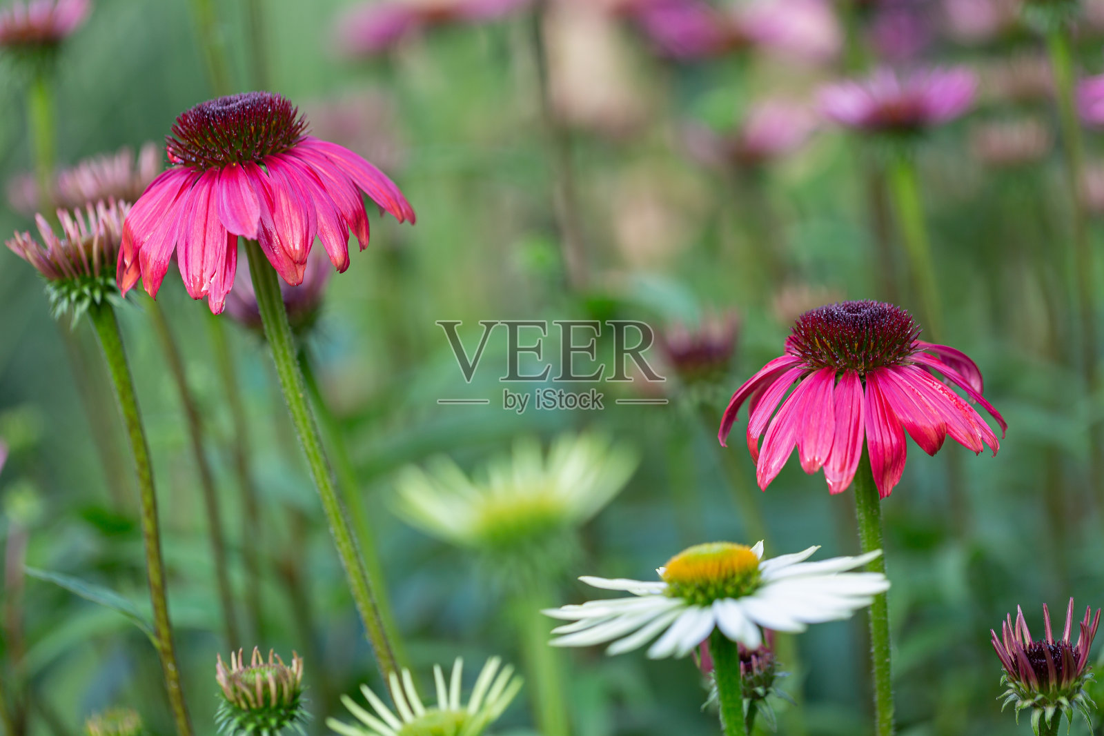紫色的松果花(紫锥花)盛开照片摄影图片