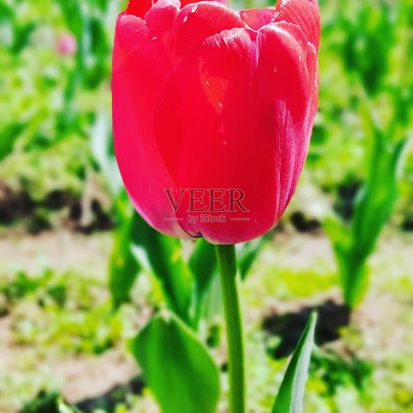 红色郁金香照片摄影图片