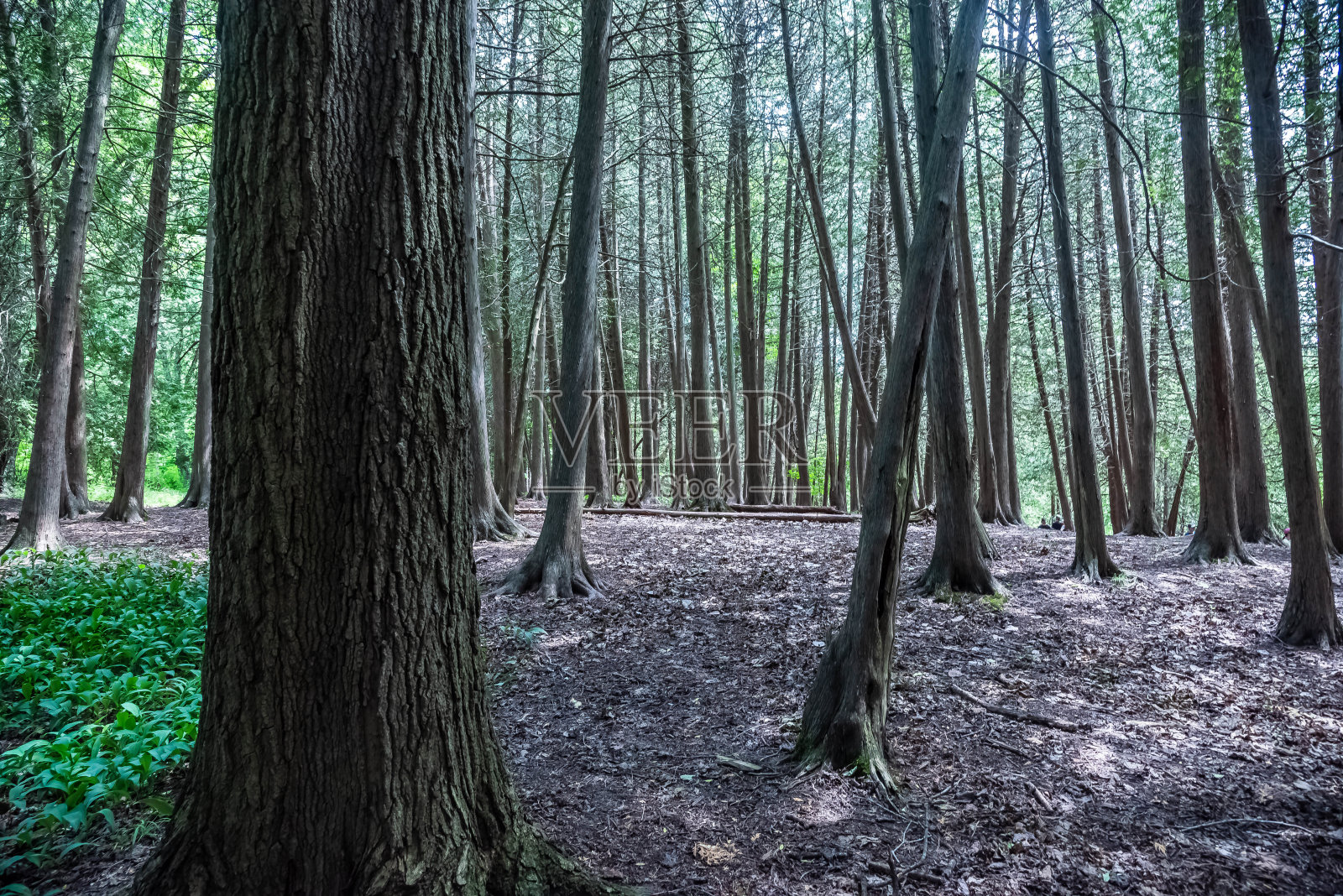 树。照片摄影图片