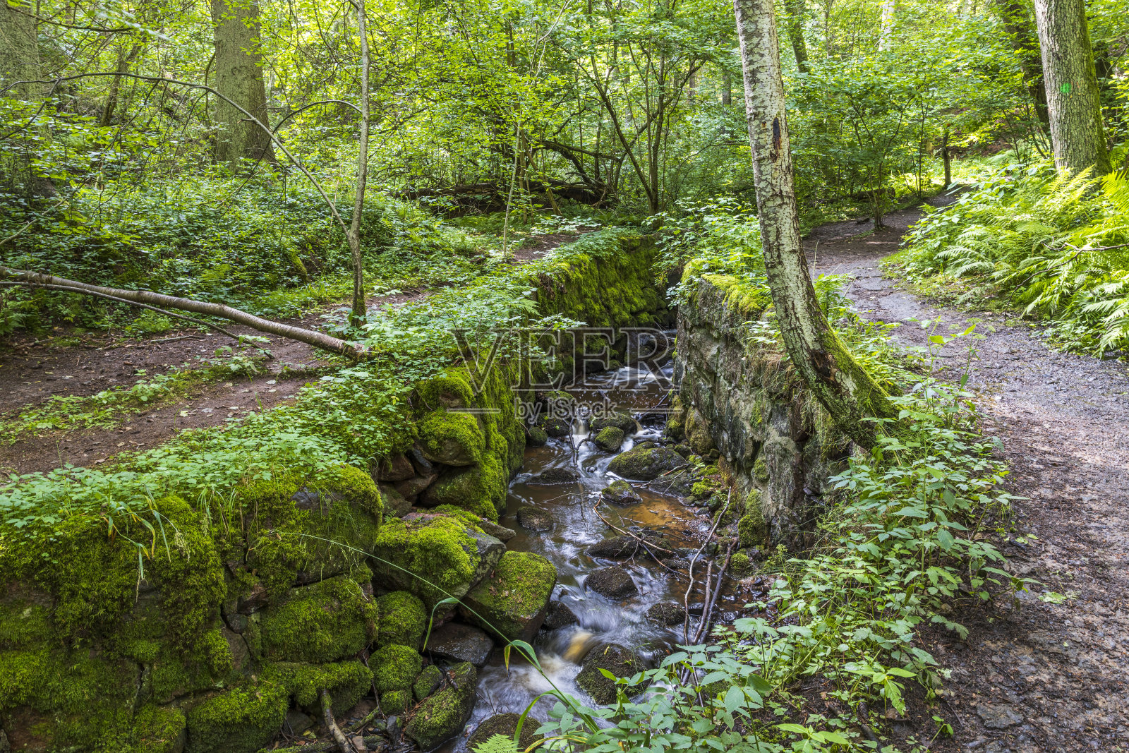 美丽的夏季景观,在森林的山区自然景观。青松高,绿林小溪。瑞典。照片摄影图片