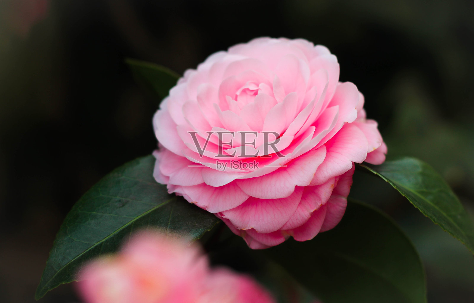 只有玫瑰照片摄影图片