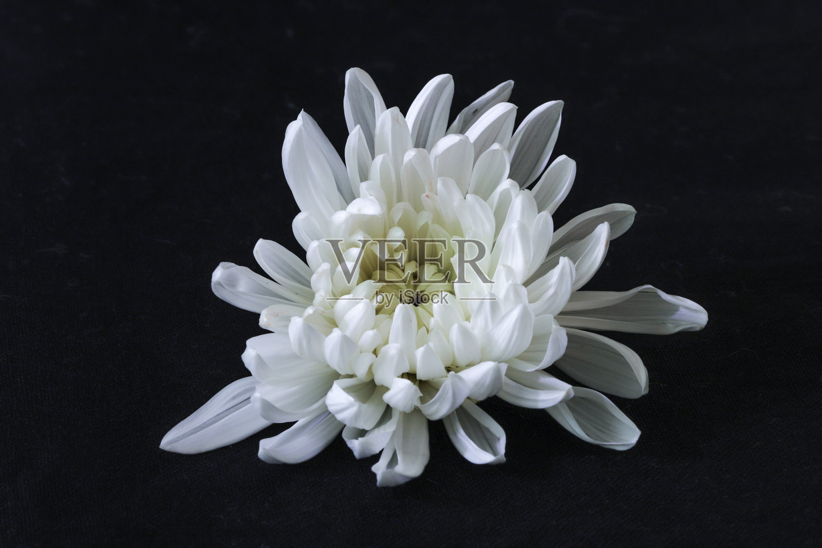 白色菊花的头在黑色的背景照片摄影图片