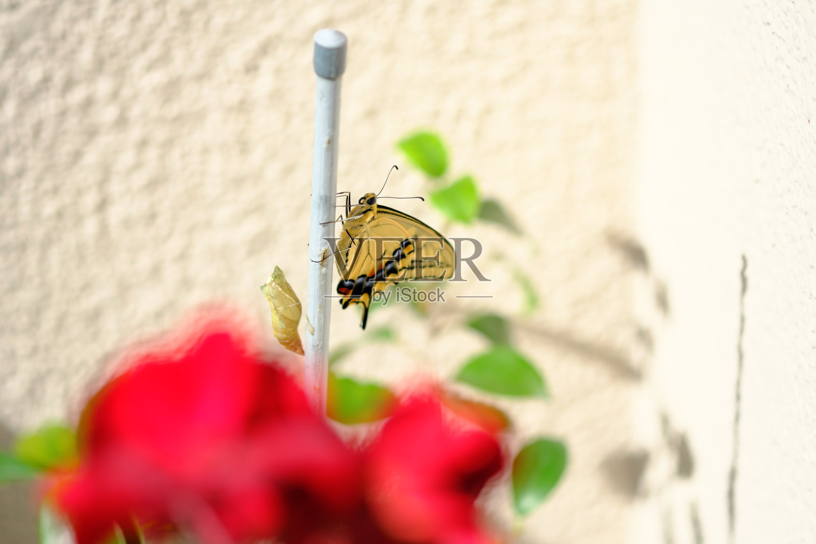 在花的深处出现的燕尾蝶照片摄影图片