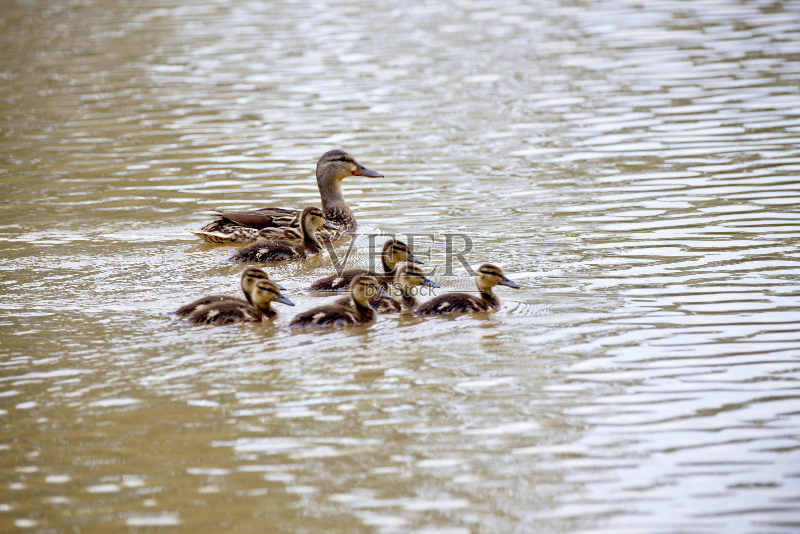 一只母野鸭和她的小鸭子。照片摄影图片
