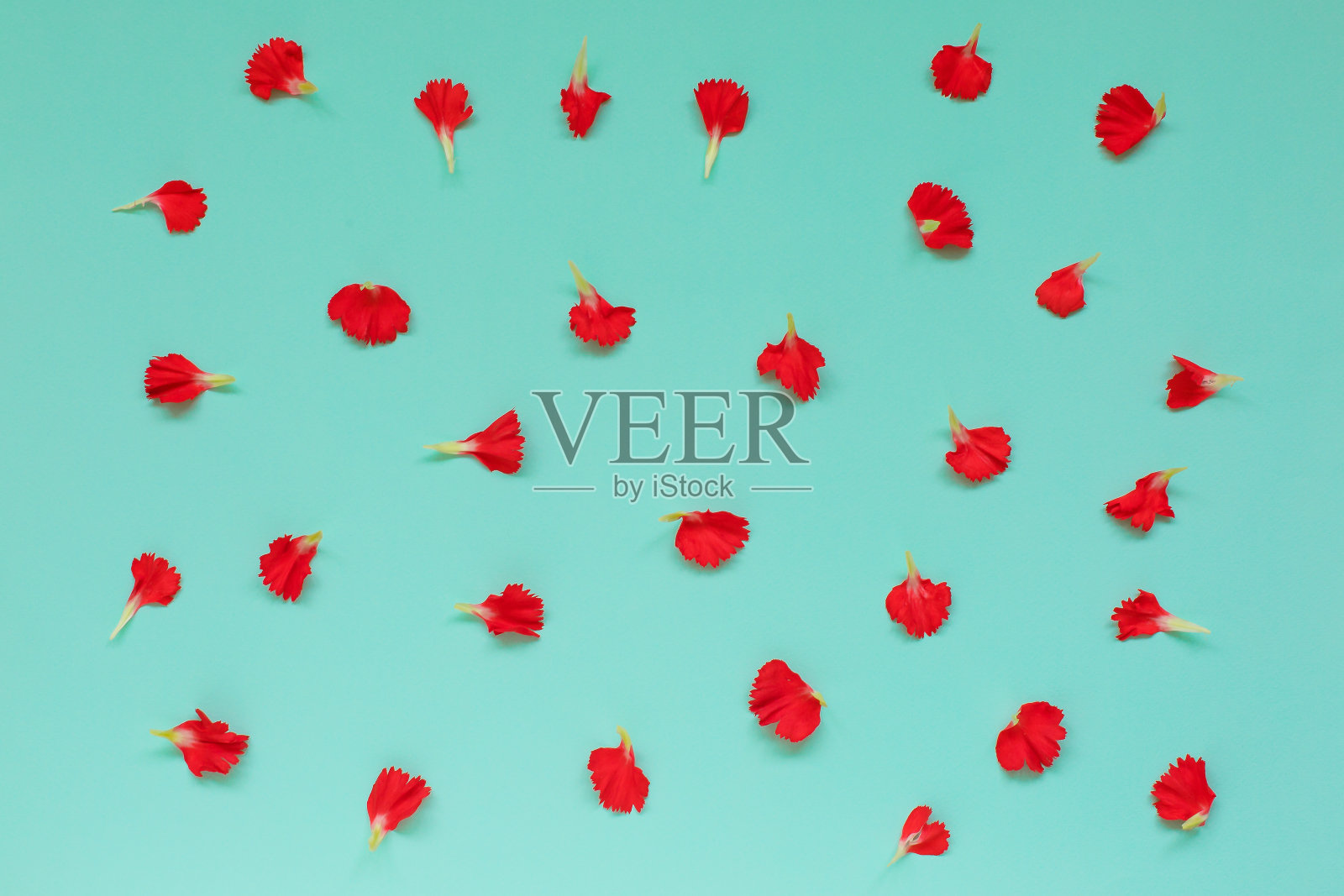 蓝色背景上的康乃馨花瓣飘落。封面。照片摄影图片