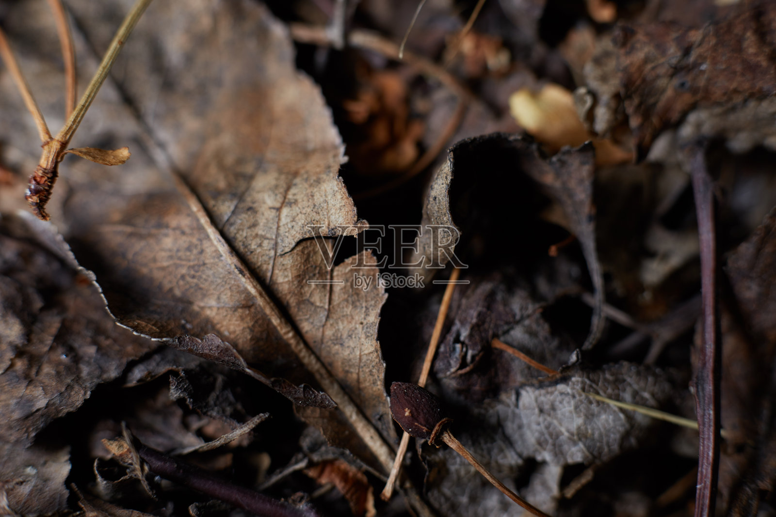 干燥的森林地面是在离焦的背景,纹理的照片边缘的特写照片摄影图片