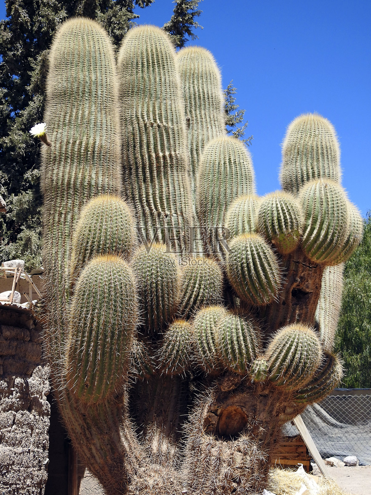 阿根廷Jujuy省Purmamarca的仙人掌照片摄影图片