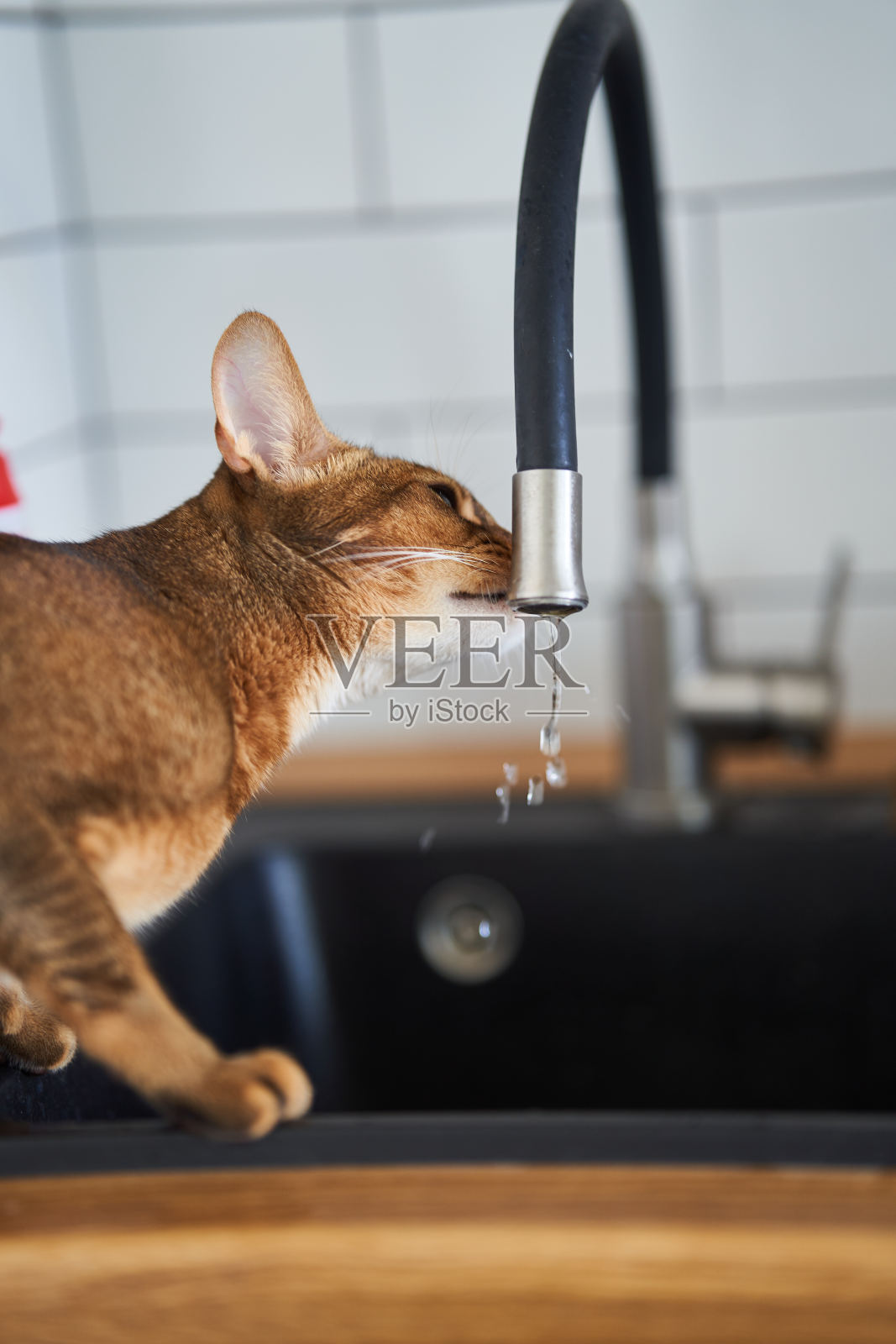 美丽的孟加拉猫品种饮用自来水照片摄影图片