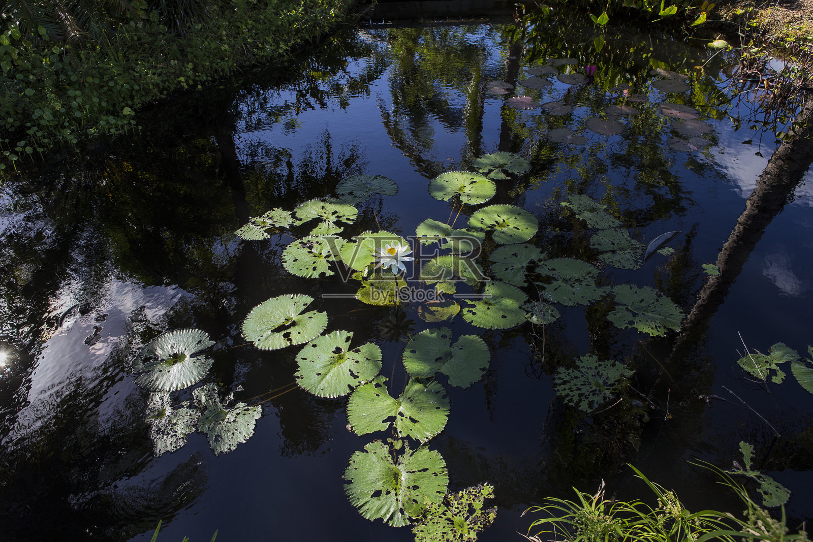 池塘里的睡莲,美国佛罗里达照片摄影图片