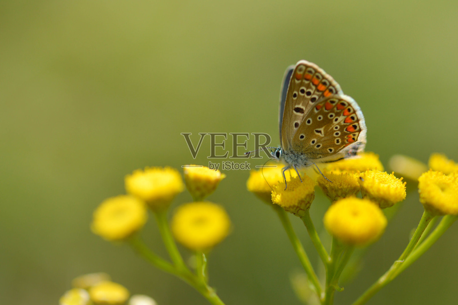 一种褐色的黑角石竹,褐色的小蝴蝶,灰色的。照片摄影图片