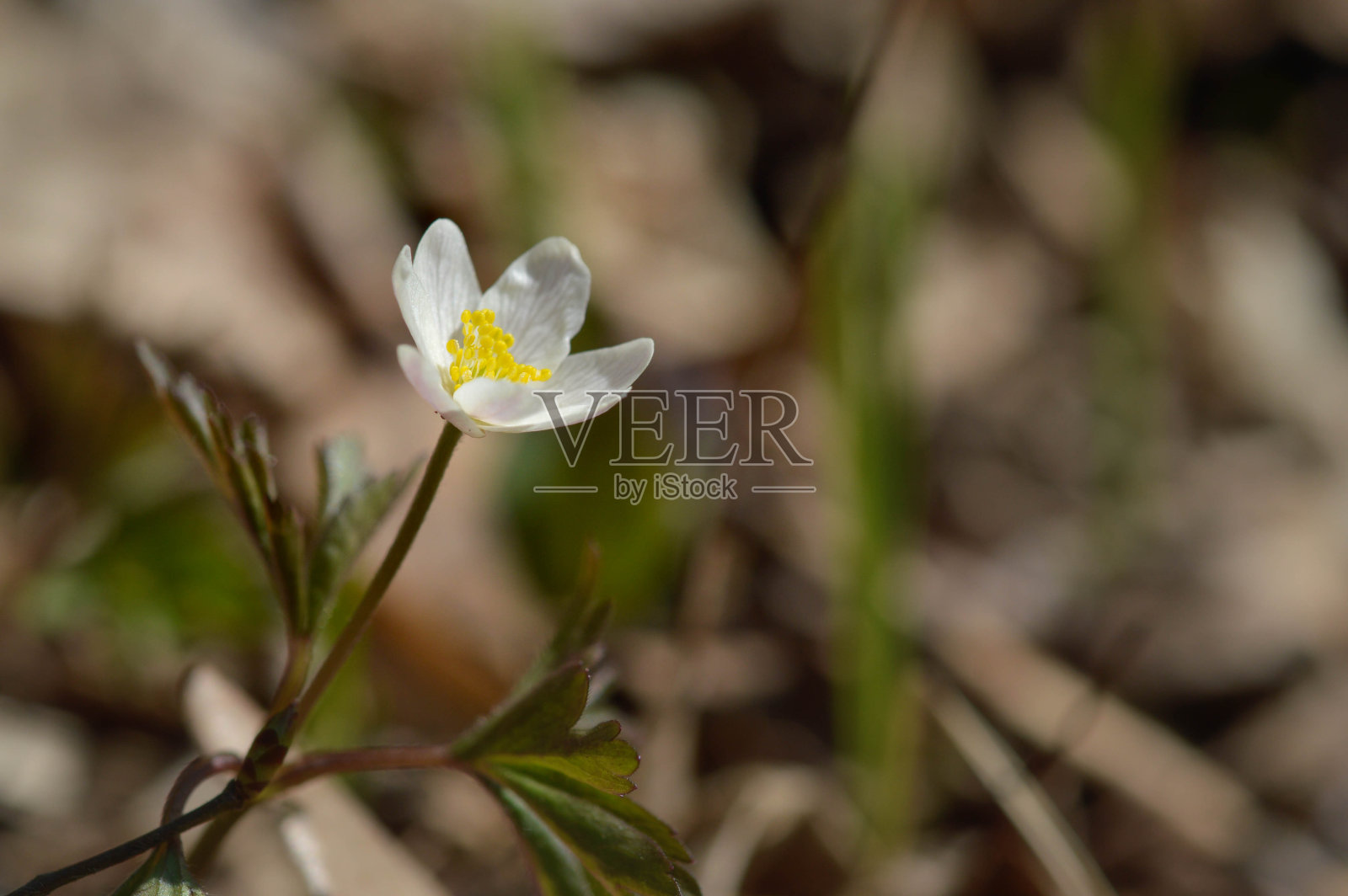 木银莲花,自然界常见的白色早期野花照片摄影图片