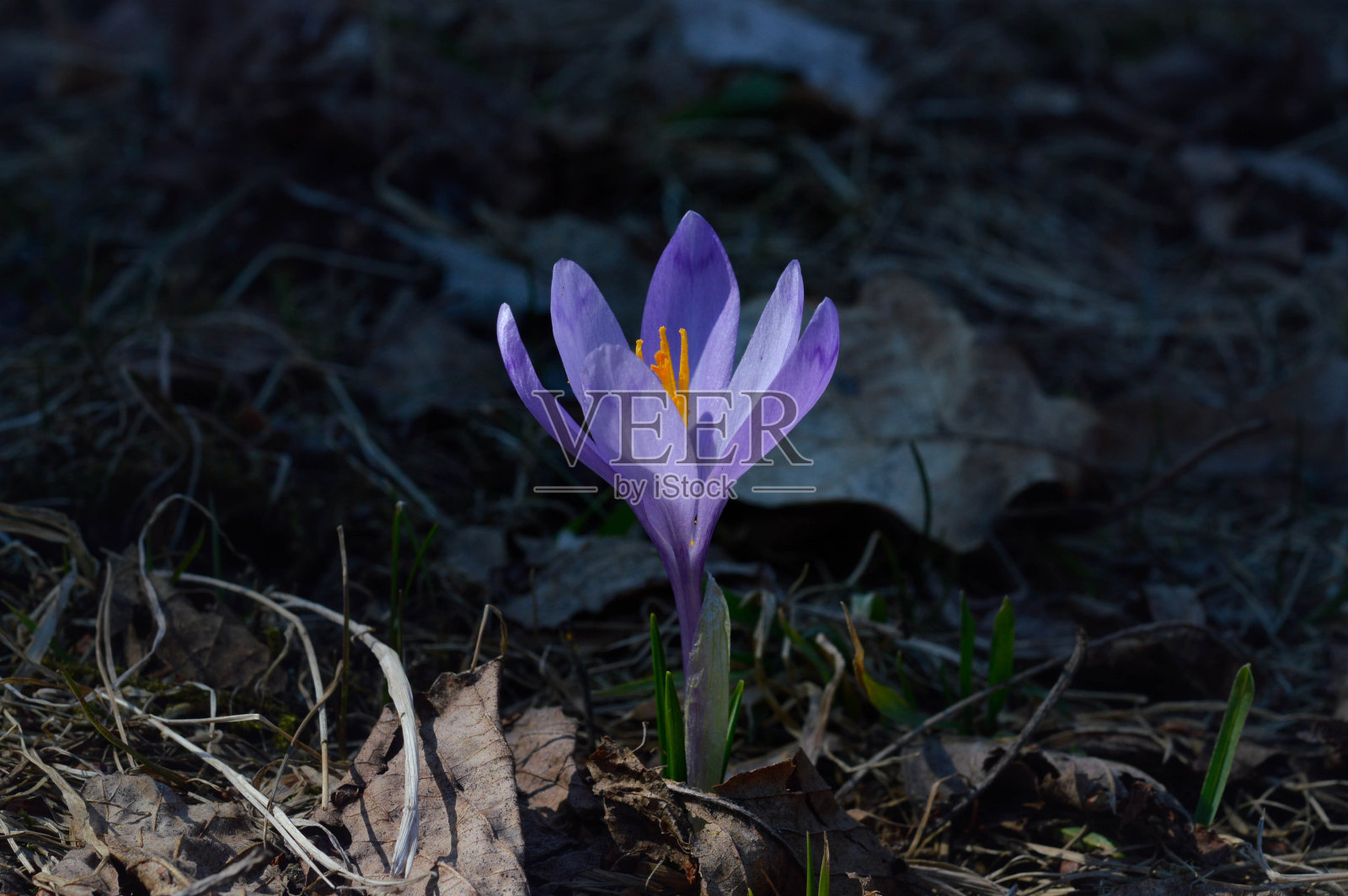 番红花,大自然中初春紫色的野花。照片摄影图片